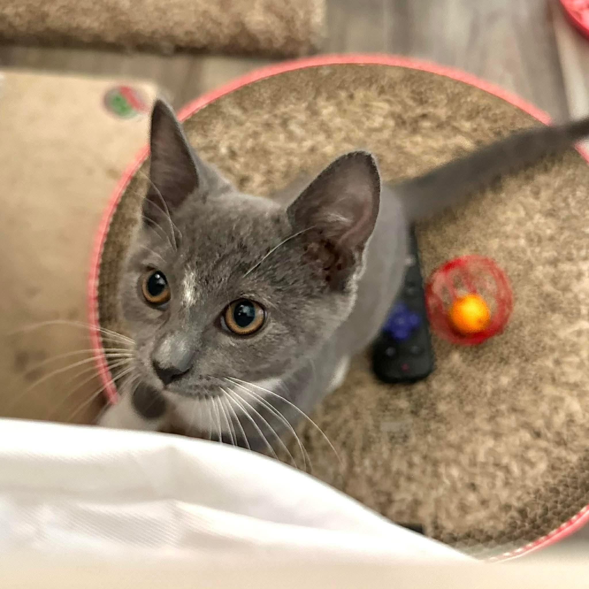 Pattiepoo, adopted, Kitten Male Domestic Short Hair.