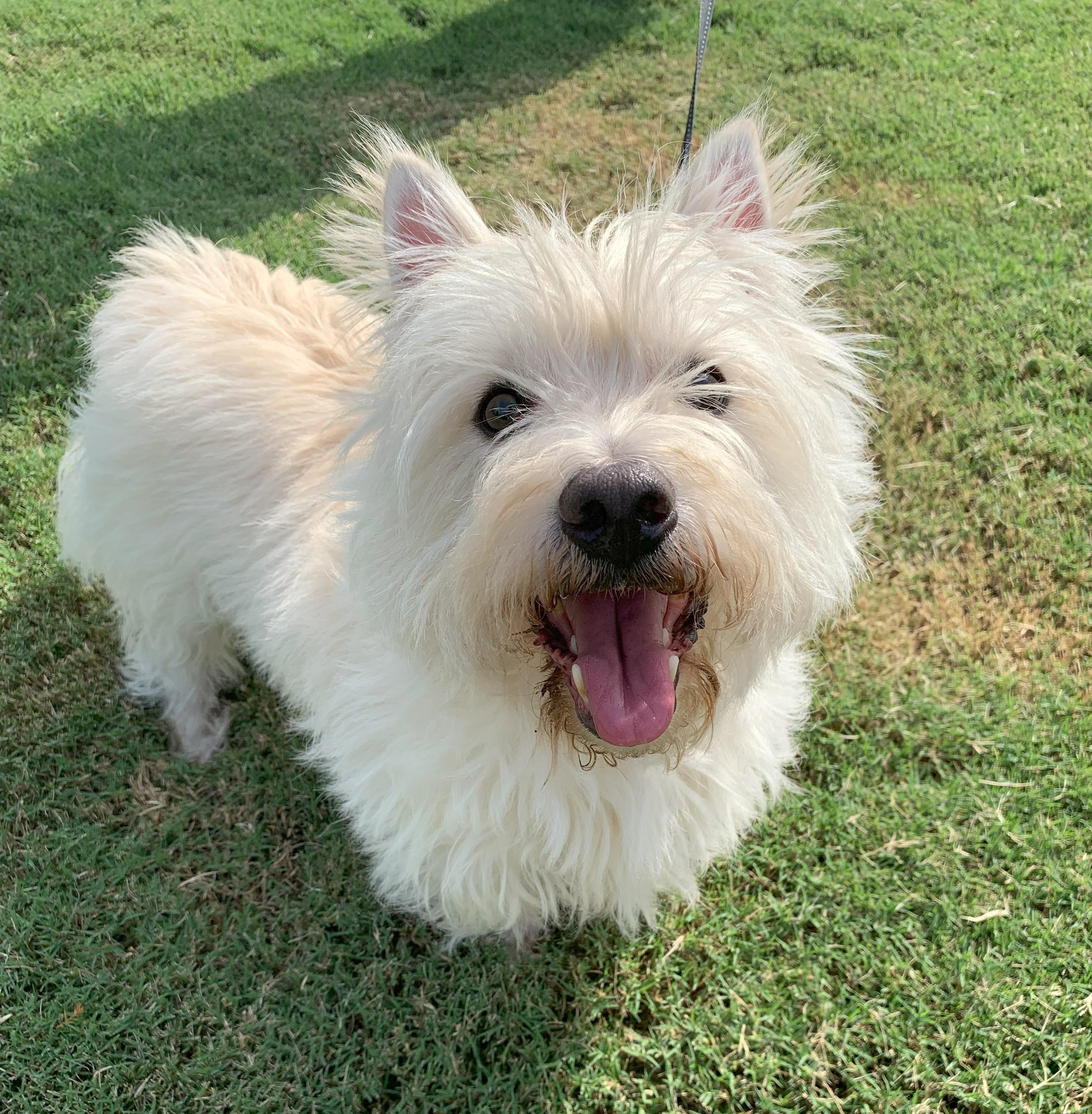 Mac, Adopted, Adult Male West Highland White Terrier / Westie.