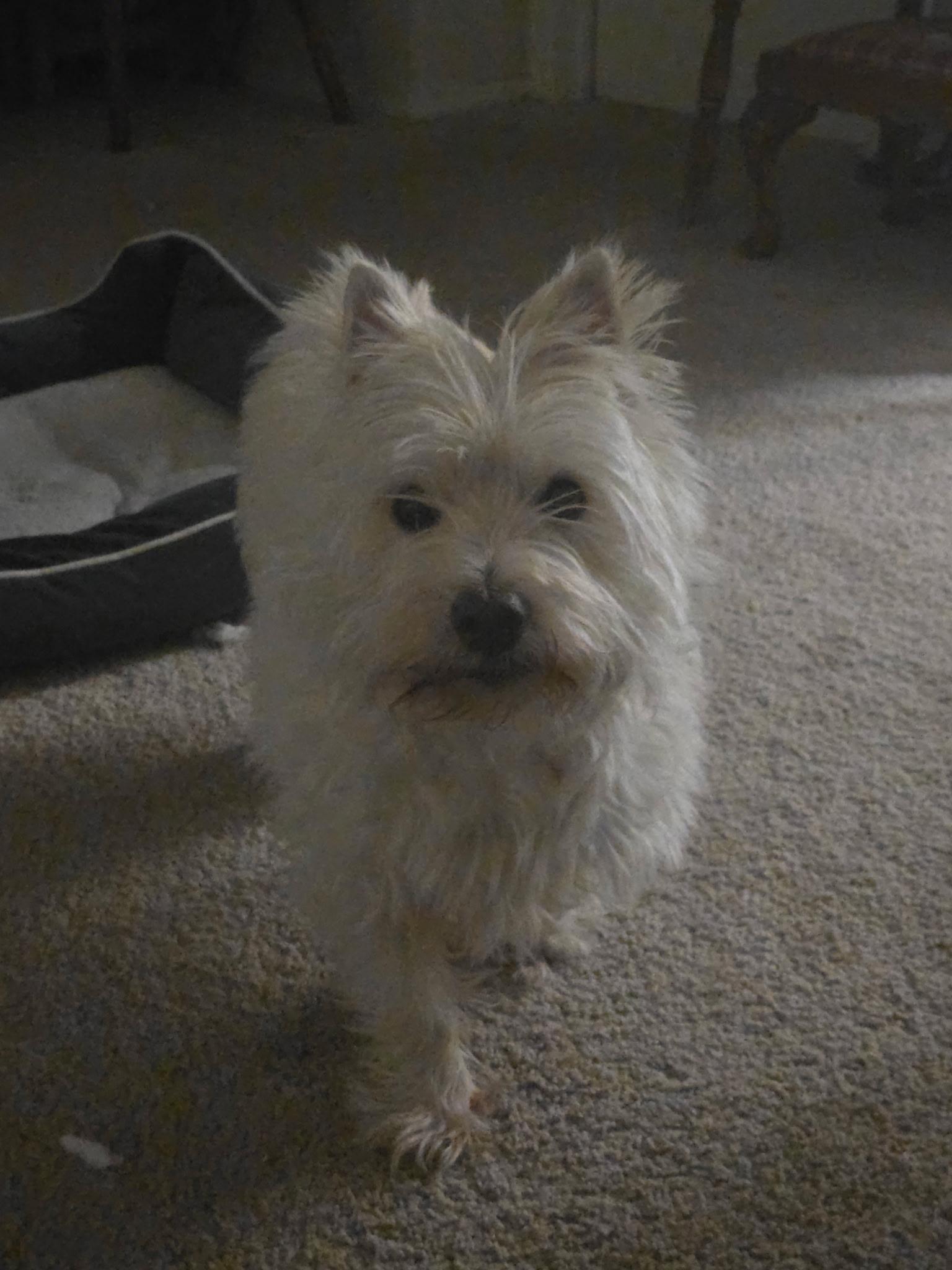 Enlarge Mac, a Adopted West Highland White Terrier / Westie in Plano, TX image 2/5