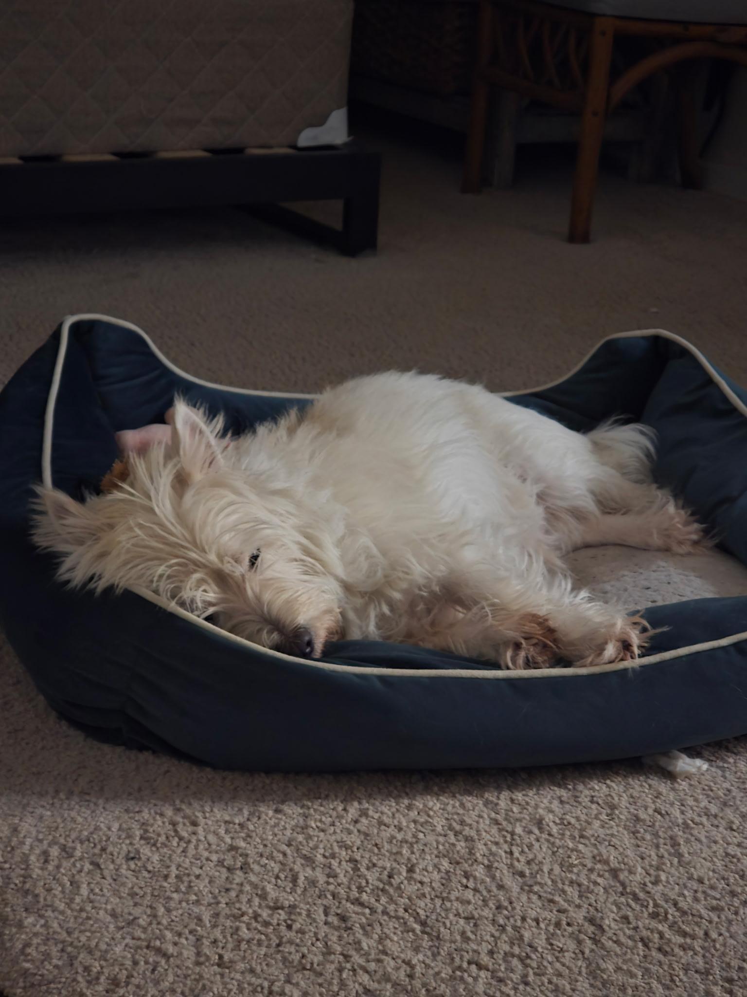 Enlarge Mac, a Adopted West Highland White Terrier / Westie in Plano, TX image 3/5