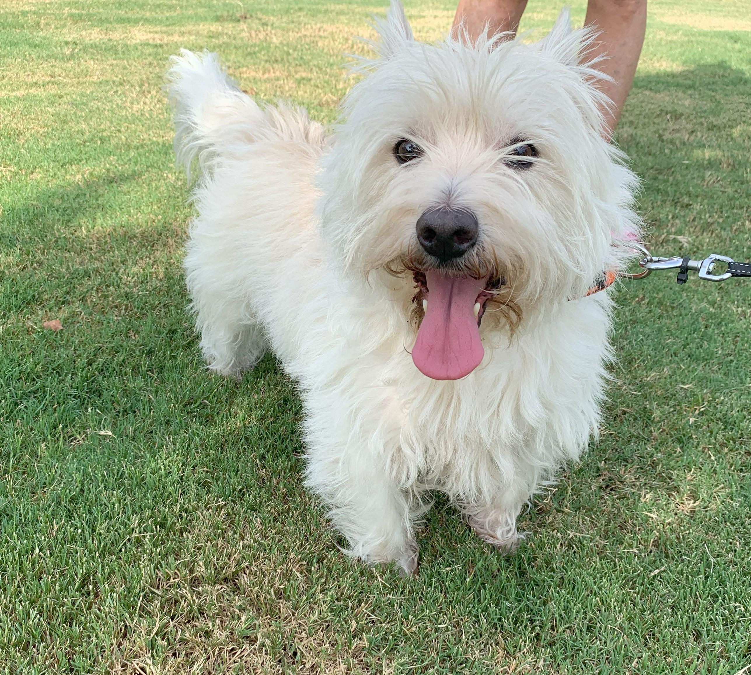 Enlarge Mac, a Adopted West Highland White Terrier / Westie in Plano, TX image 5/5