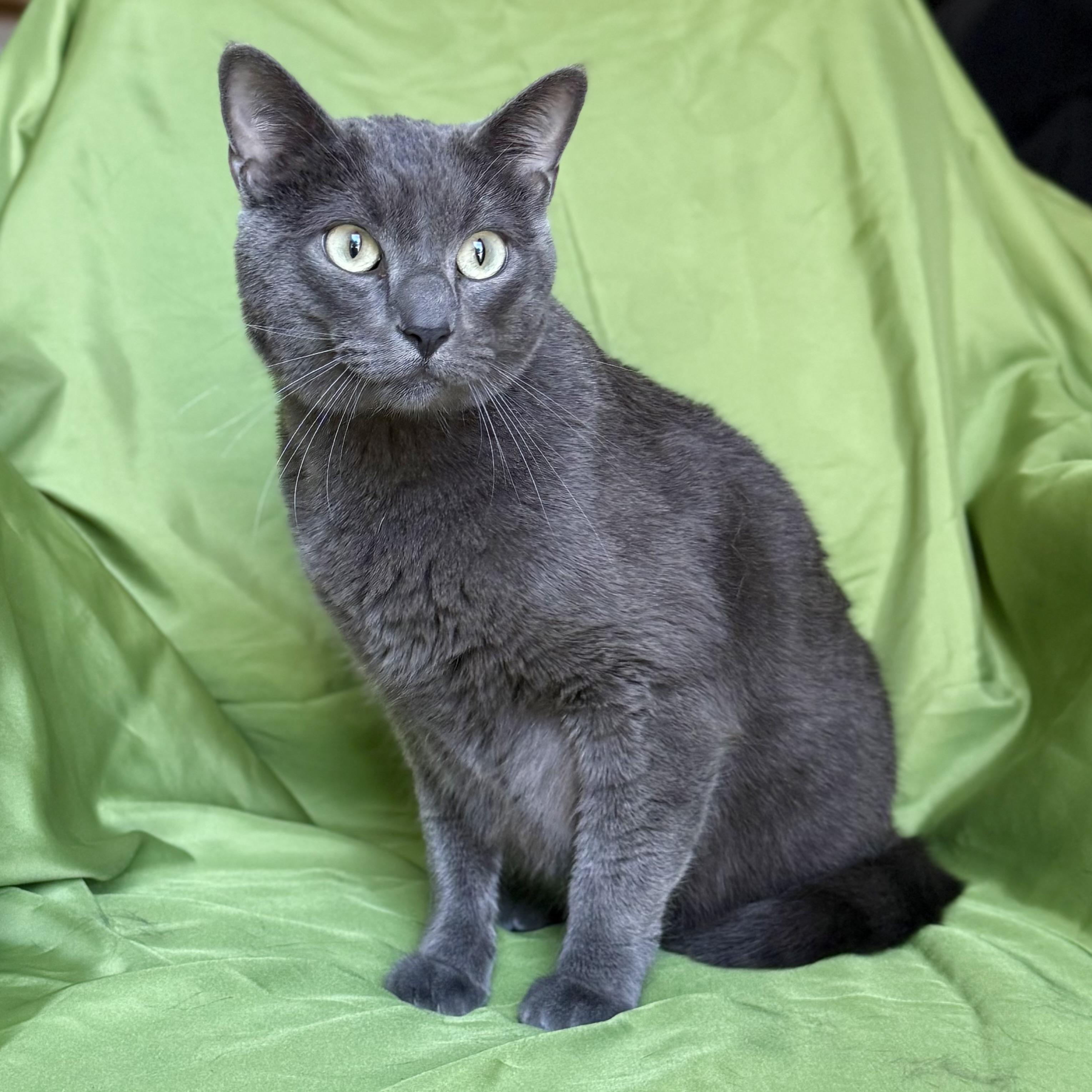 CLIFFORD, ADOPTABLE, Adult Male Russian Blue.
