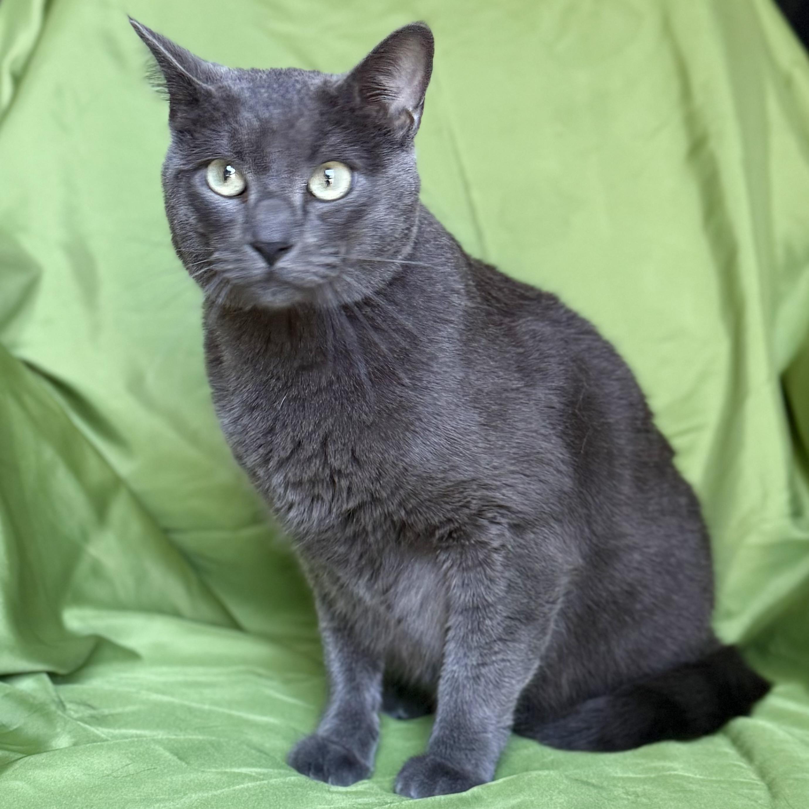 Enlarge CLIFFORD, a ADOPTABLE Russian Blue in Rowland Heights, CA image 2/3