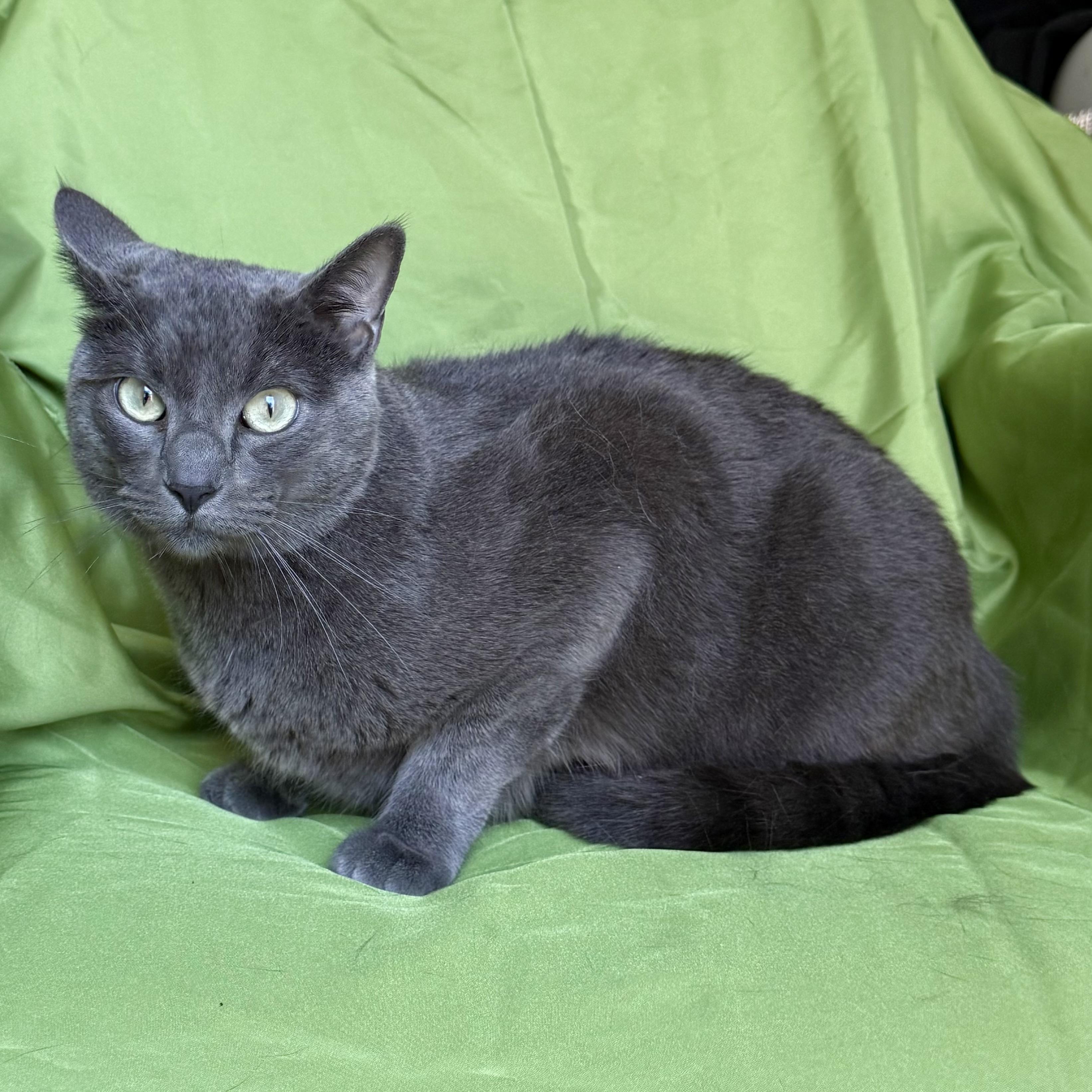 Enlarge CLIFFORD, a ADOPTABLE Russian Blue in Rowland Heights, CA image 3/3