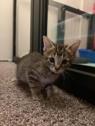 Theodore, Adoptable, Kitten Male Domestic Short Hair.