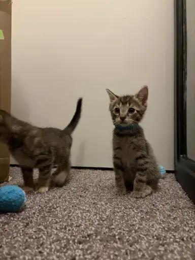 Enlarge Theodore, a Adoptable mixed breed in Grand Rapids, MI image 2/6