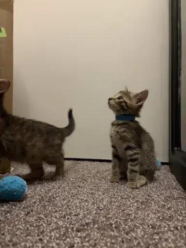 Enlarge Theodore, a Adoptable mixed breed in Grand Rapids, MI image 5/6