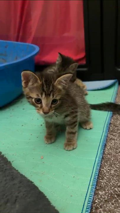 Enlarge Theodore, a Adoptable mixed breed in Grand Rapids, MI video 6/6
