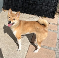 Luna, Adopted, Young Female Shiba Inu.