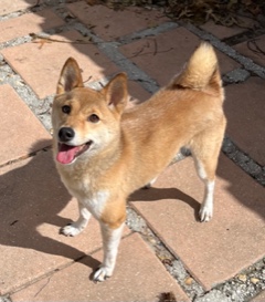 Enlarge Luna, a Adopted Shiba Inu in Longwood, FL image 2/6