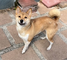 Enlarge Luna, a Adopted Shiba Inu in Longwood, FL image 3/6