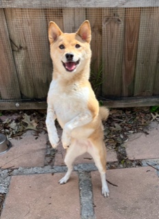 Enlarge Luna, a Adopted Shiba Inu in Longwood, FL image 4/6