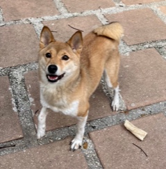 Enlarge Luna, a Adopted Shiba Inu in Longwood, FL image 5/6