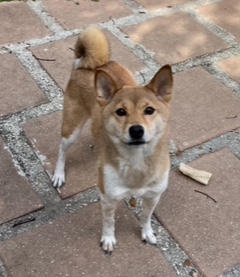 Enlarge Luna, a Adopted Shiba Inu in Longwood, FL image 6/6