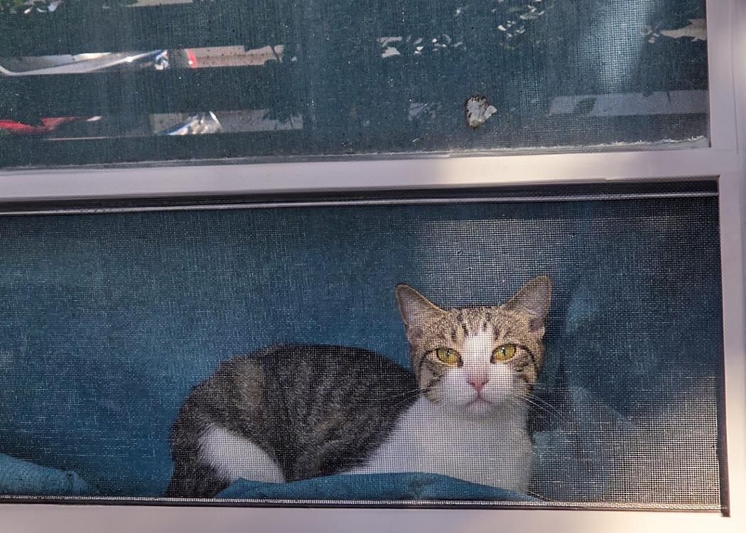 Priscilla, a Adoptable Domestic Short Hair in Weehawken, NJ image 3/6