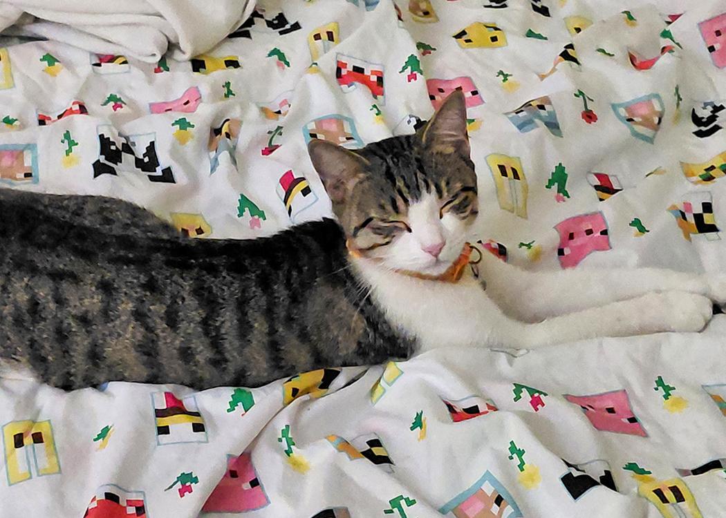 Priscilla, a Adoptable Domestic Short Hair in Weehawken, NJ image 4/6