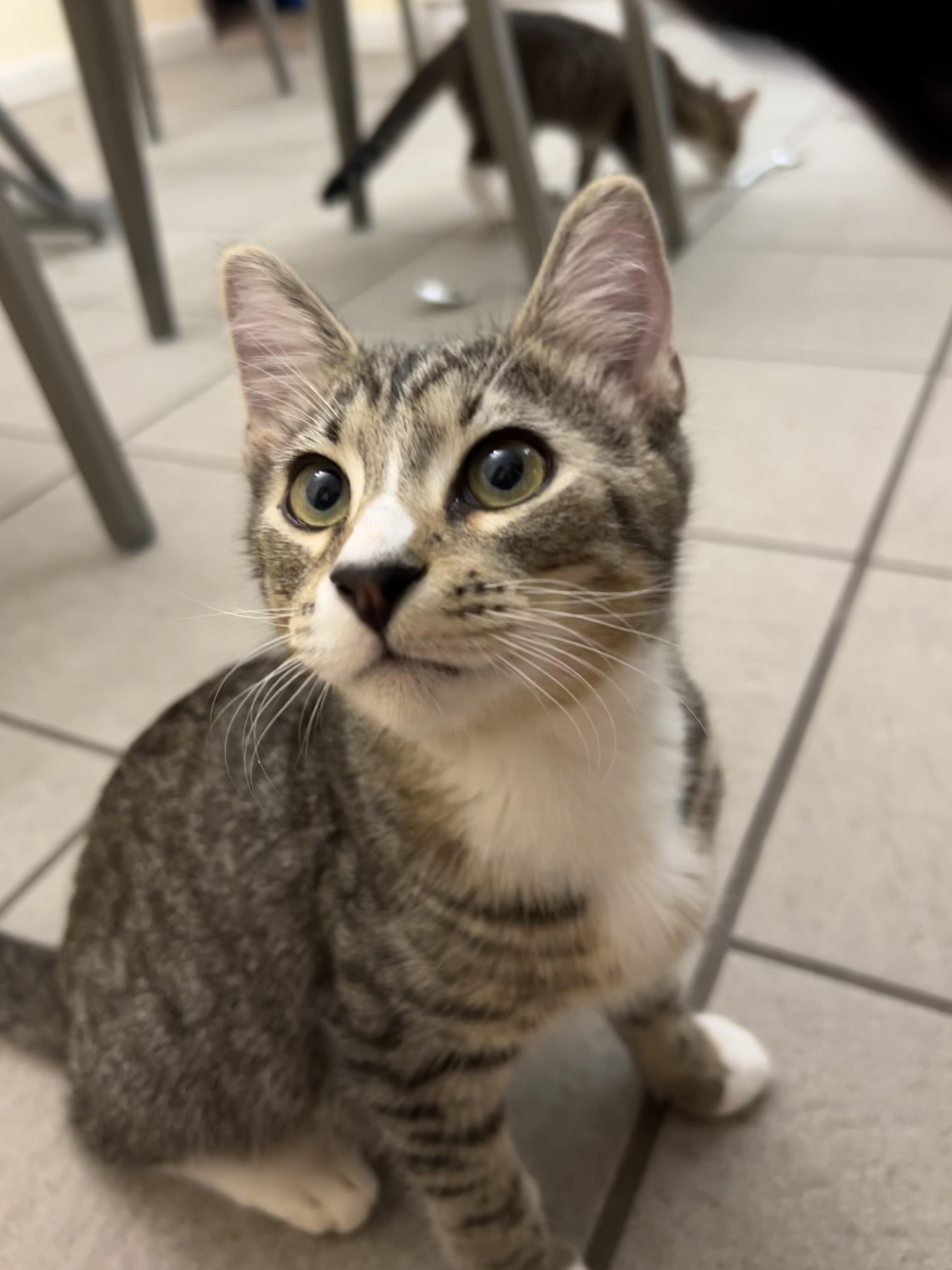 Enlarge Daren, a Adoptable Domestic Short Hair in St Petersburg, FL image 1/4