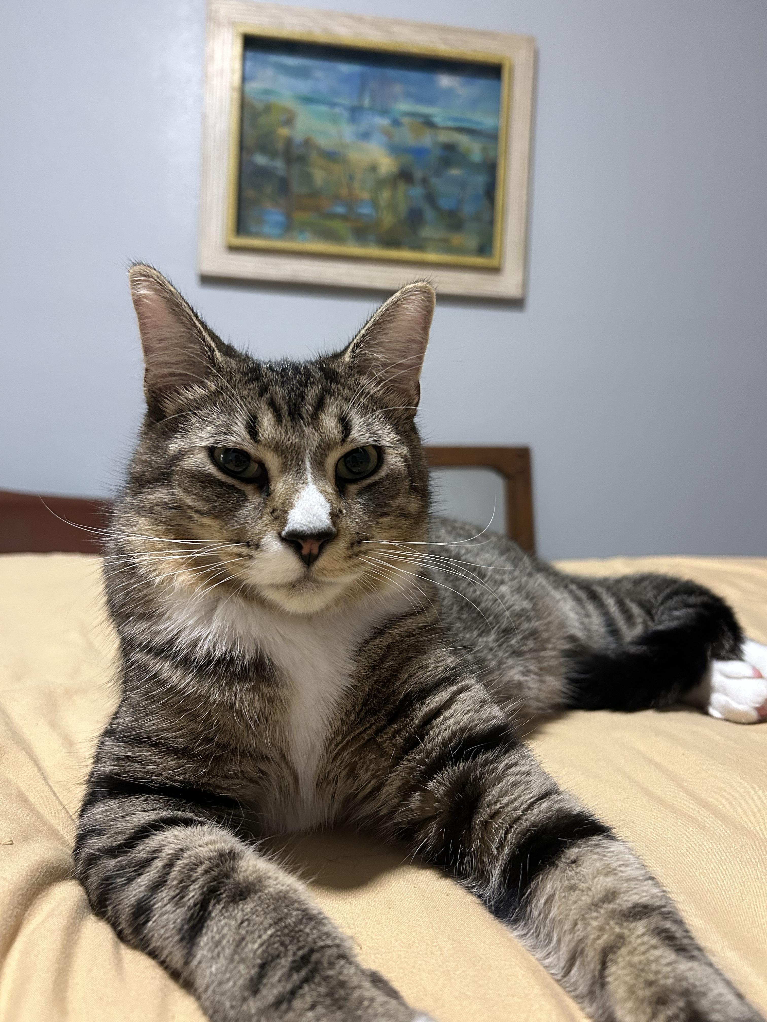Enlarge Daren, a Adoptable Domestic Short Hair in St Petersburg, FL image 2/4
