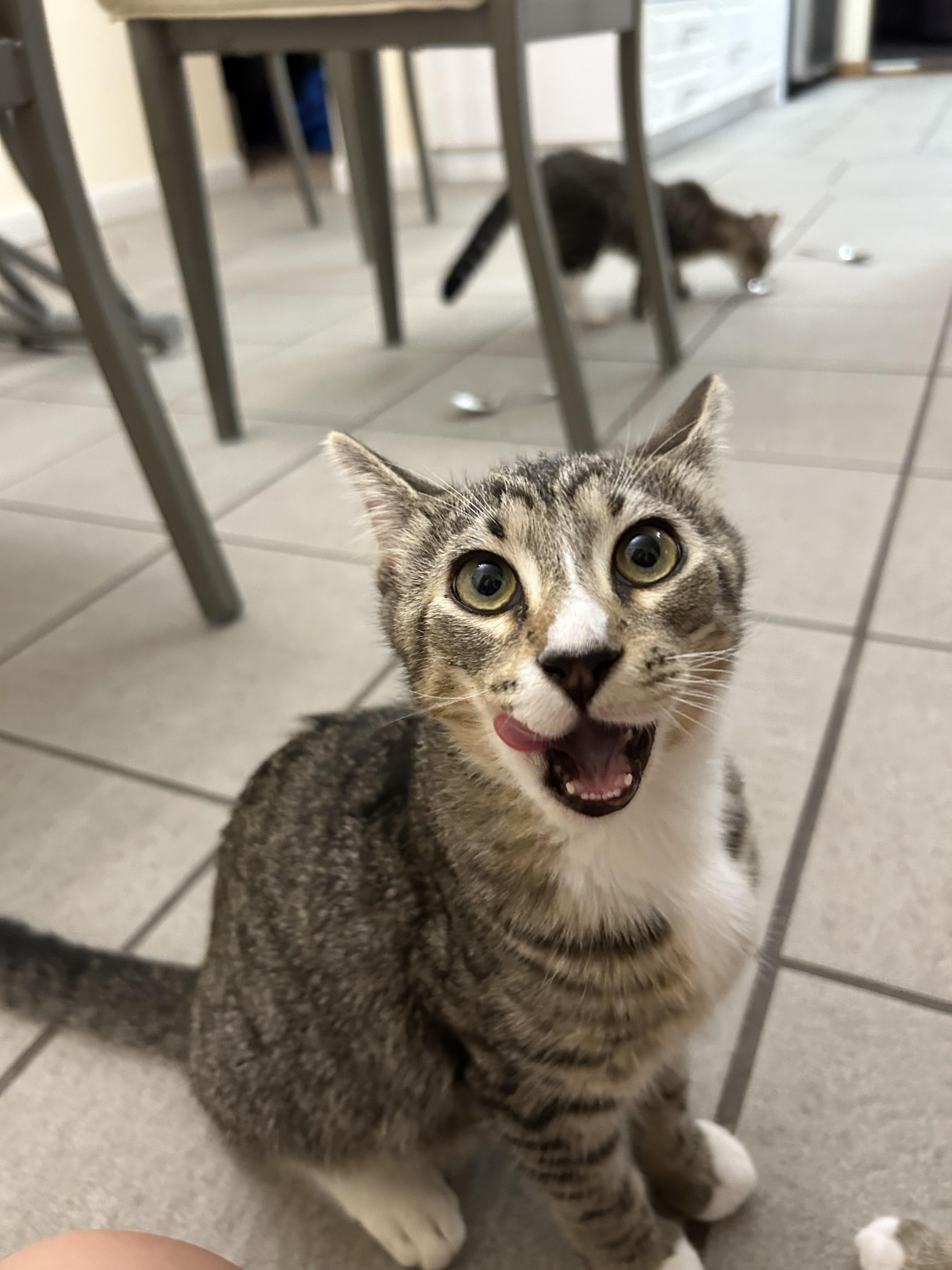 Enlarge Daren, a Adoptable Domestic Short Hair in St Petersburg, FL image 3/4