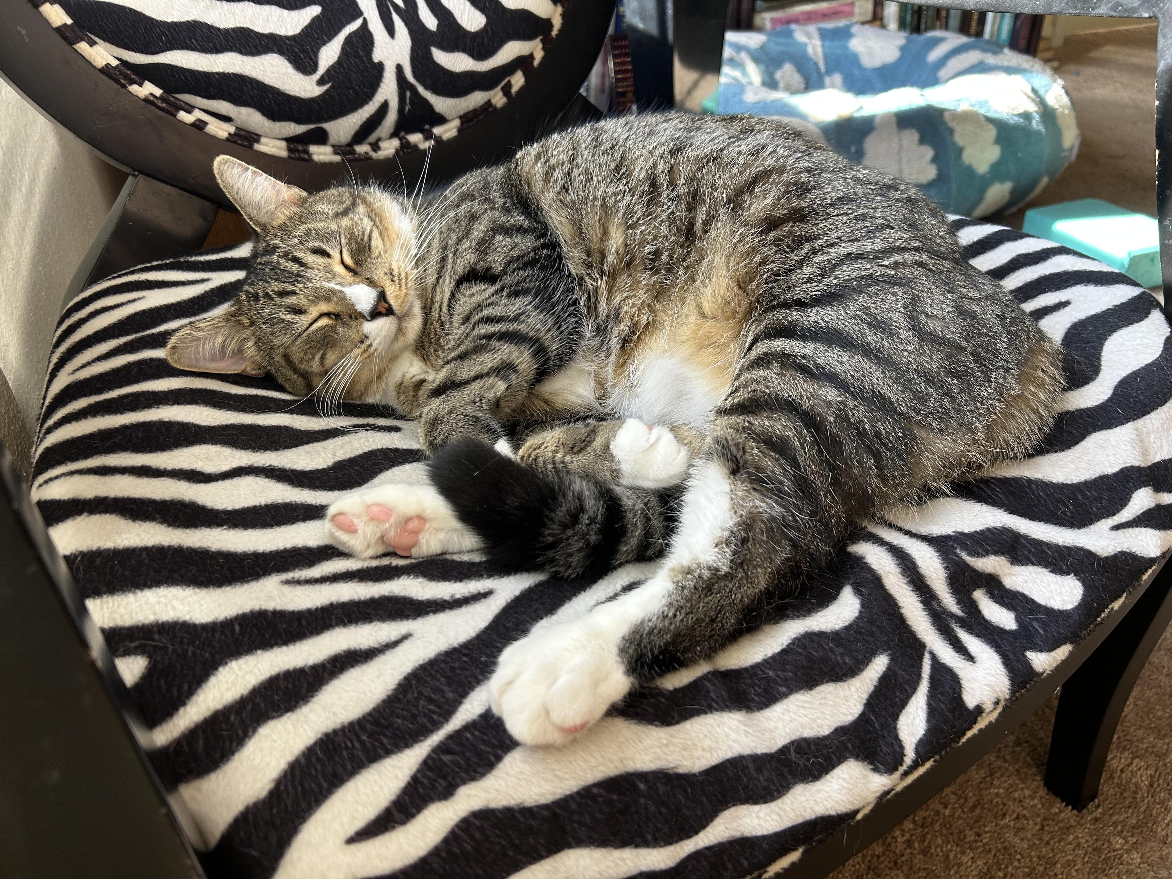 Enlarge Daren, a Adoptable Domestic Short Hair in St Petersburg, FL image 4/4