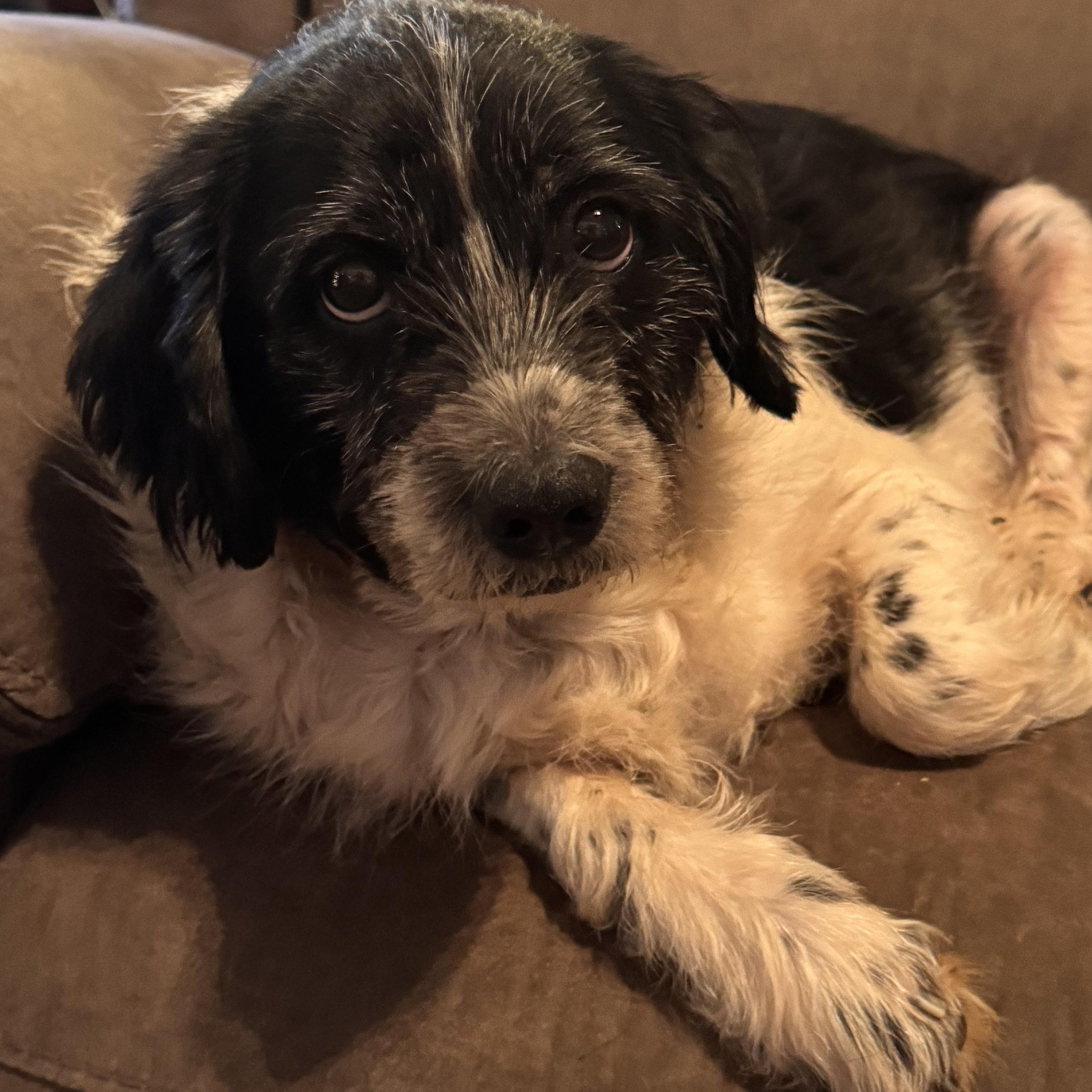 Cowboy, a ADOPTABLE mixed breed in Yukon, OK image 1/2