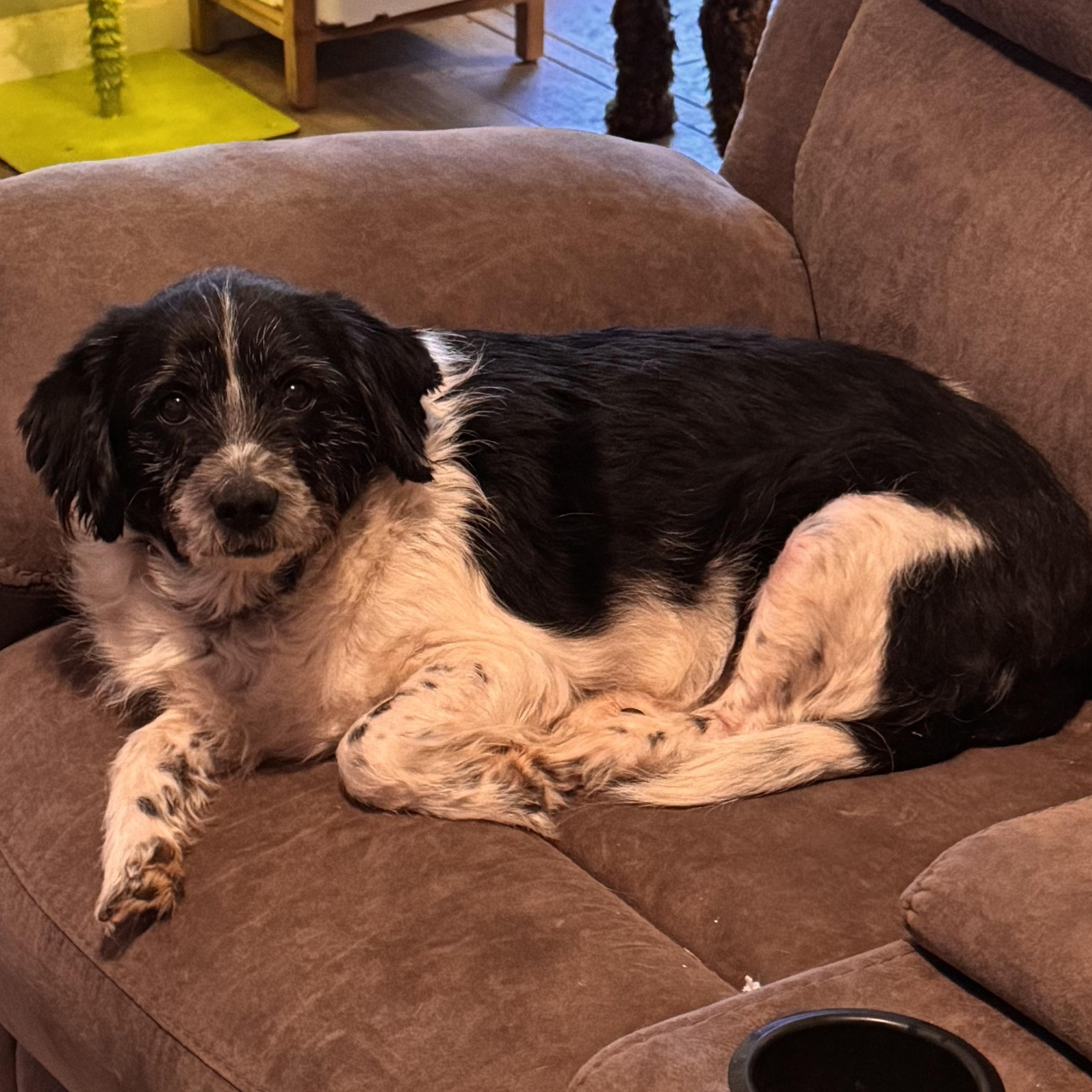 Cowboy, a ADOPTABLE mixed breed in Yukon, OK image 2/2