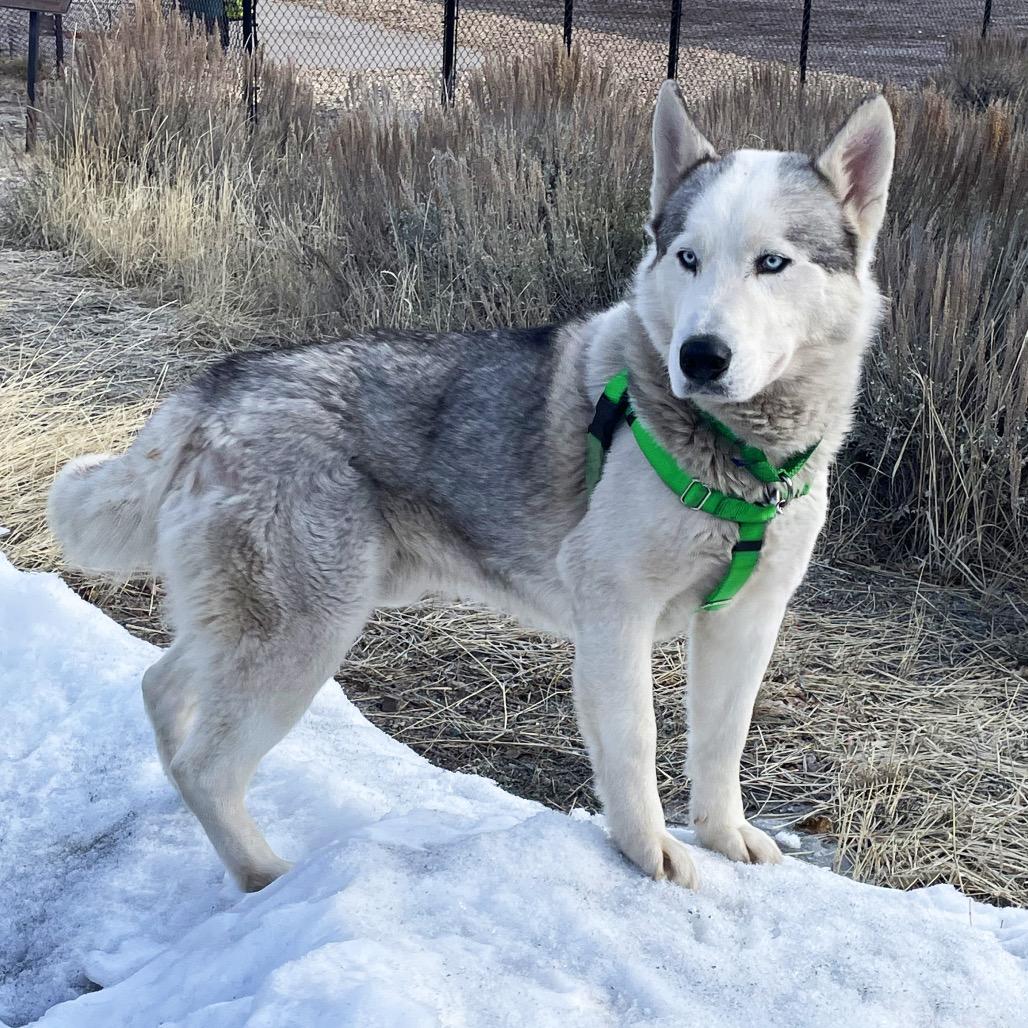 Appa, a Adoptable Mixed Breed in Hailey, ID image 1/6