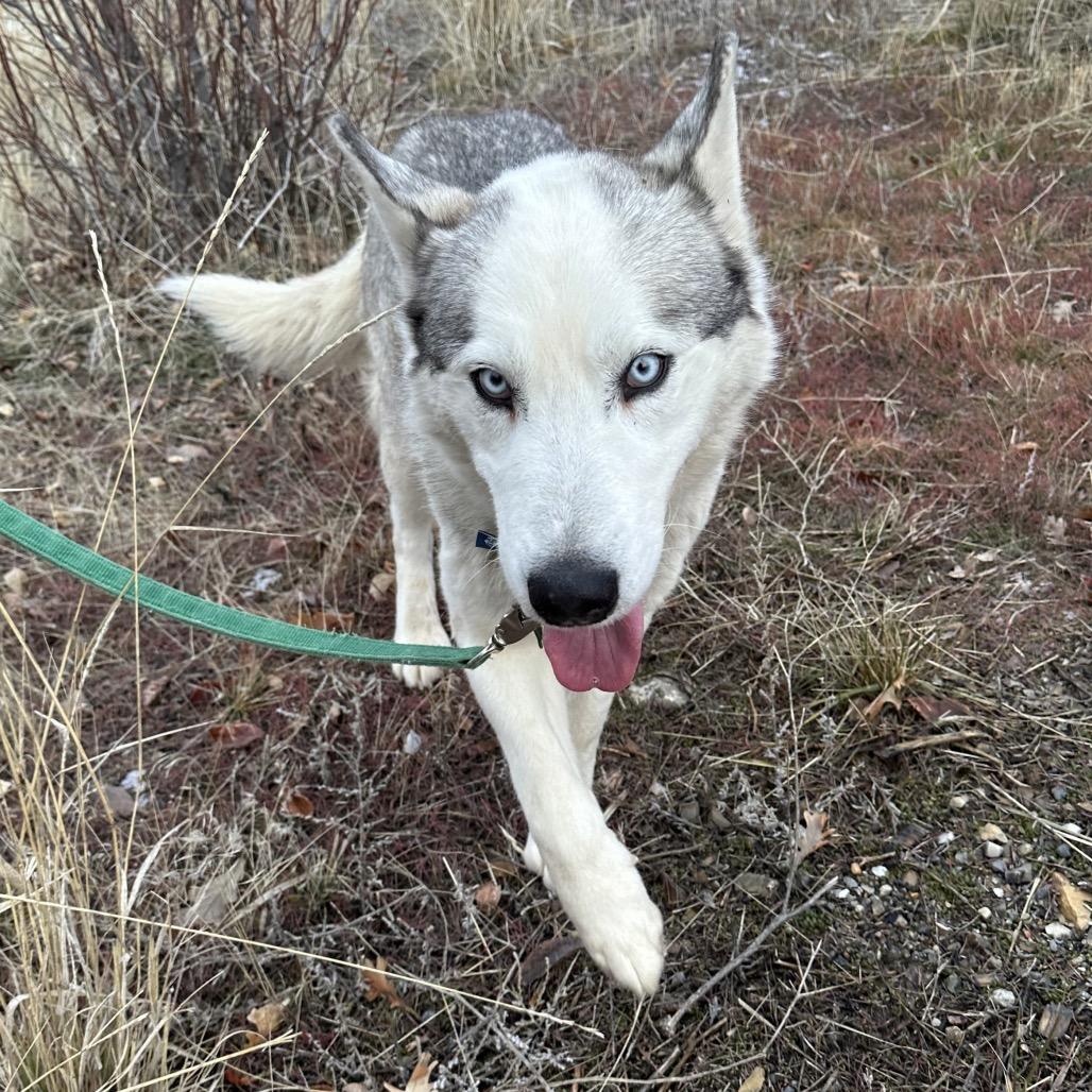 Appa, a Adoptable Mixed Breed in Hailey, ID image 2/6