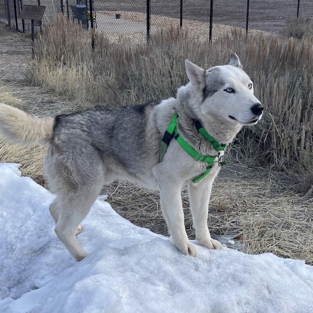 Appa, a Adoptable Mixed Breed in Hailey, ID image 3/6