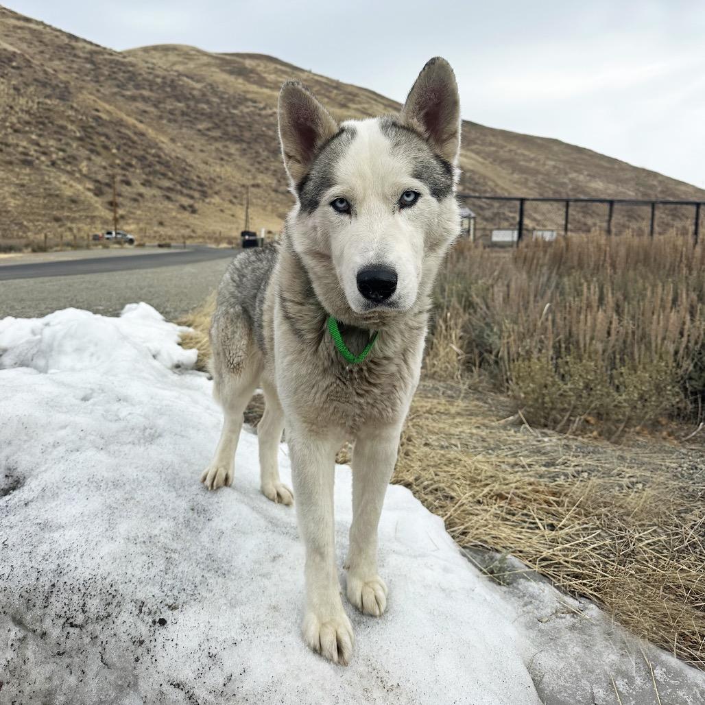 Appa, a Adoptable Mixed Breed in Hailey, ID image 5/6