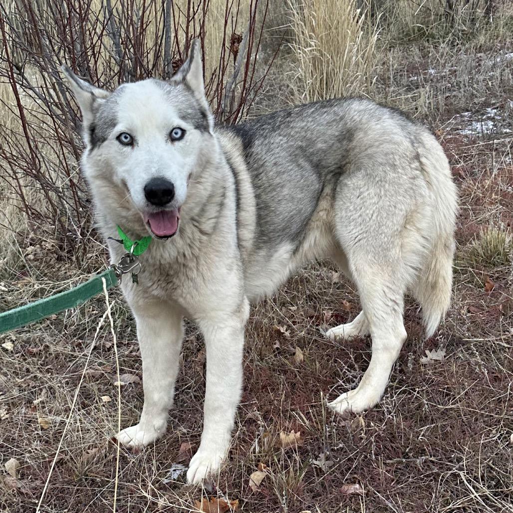 Appa, a Adoptable Mixed Breed in Hailey, ID image 6/6