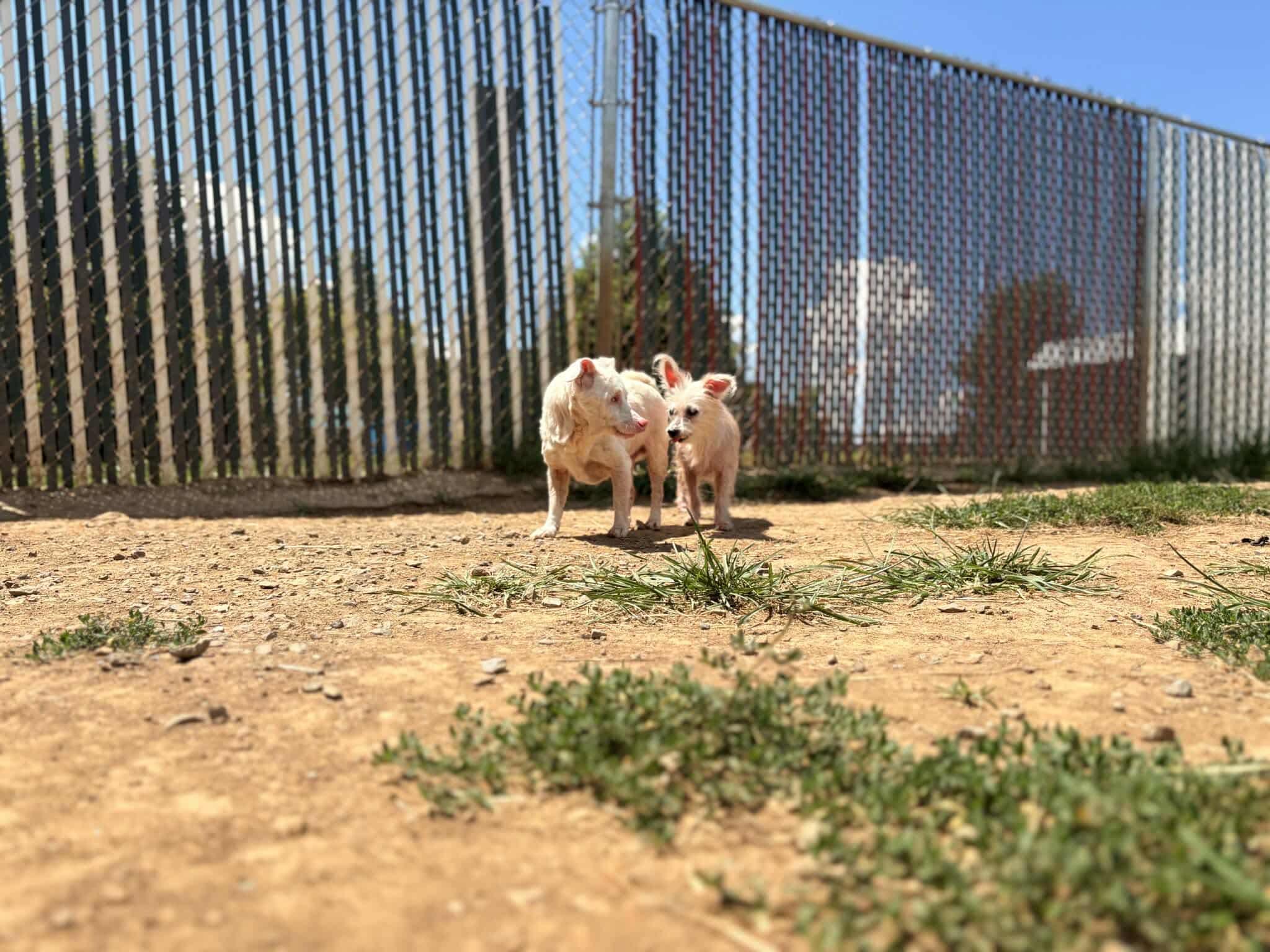 Helen, a Adoptable mixed breed in Lancaster, KY image 3/6