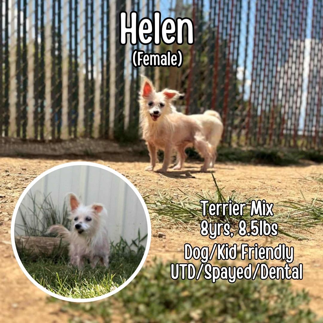 Helen, a Adoptable mixed breed in Lancaster, KY image 4/6
