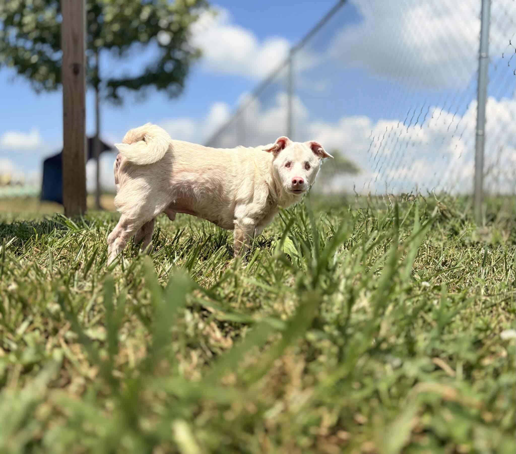 Helen, a Adoptable mixed breed in Lancaster, KY image 6/6