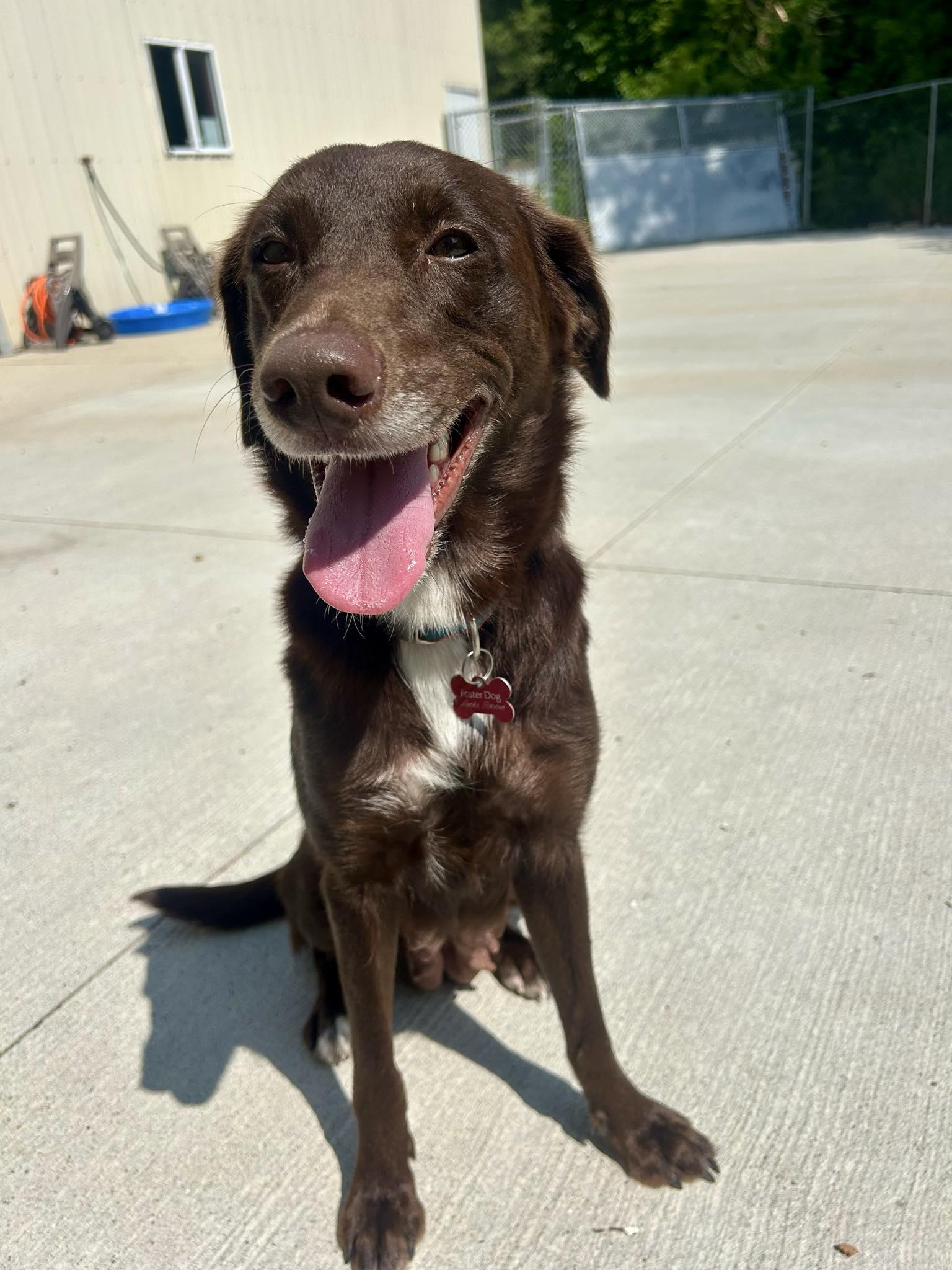 Pet Image