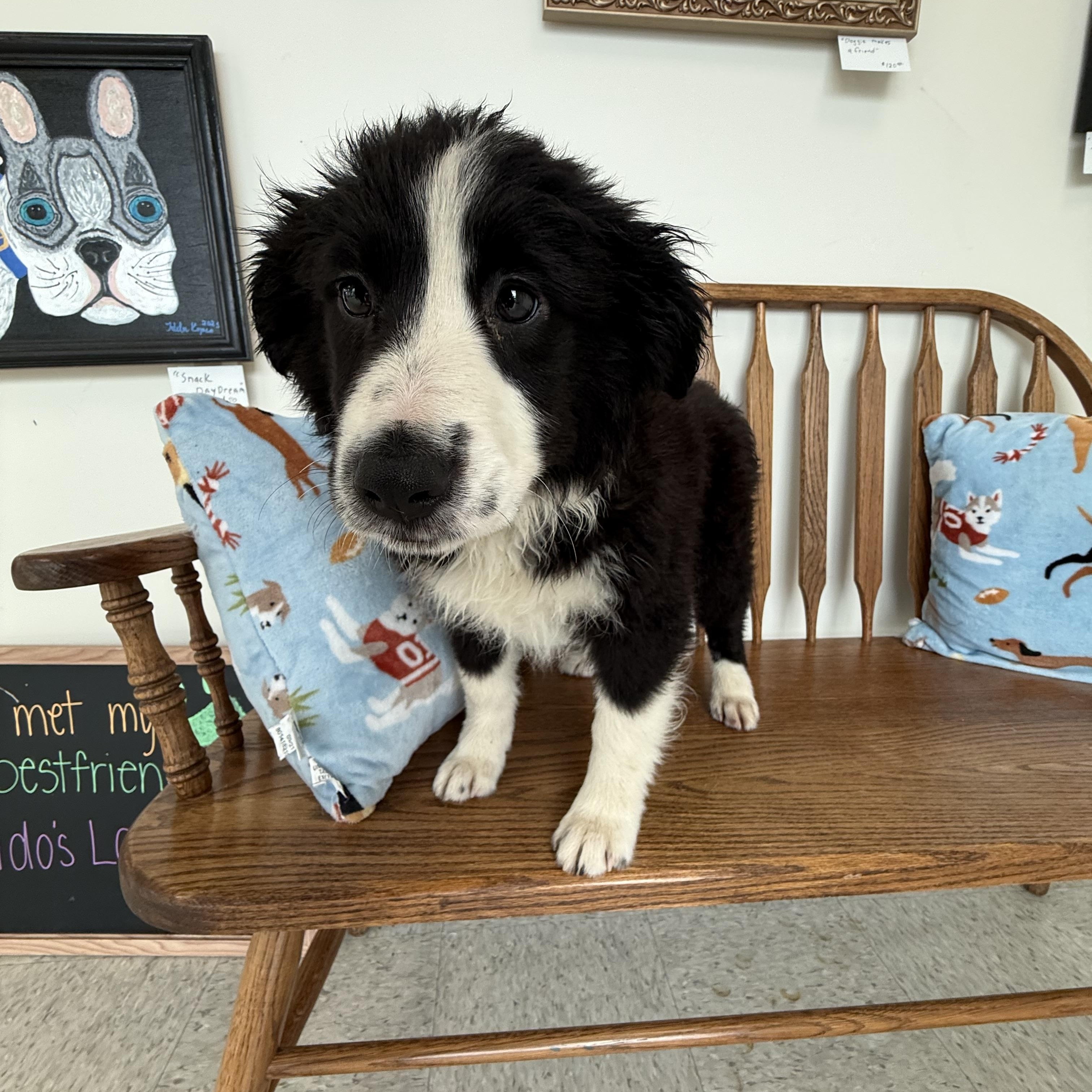 Rory, ADOPTABLE, Puppy Male Border Collie.