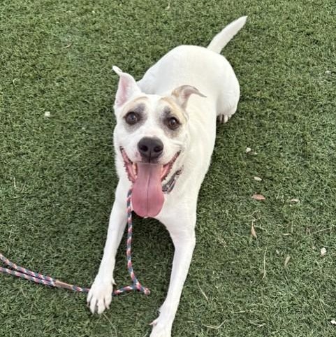 Jake, ADOPTABLE, Young Male Terrier.