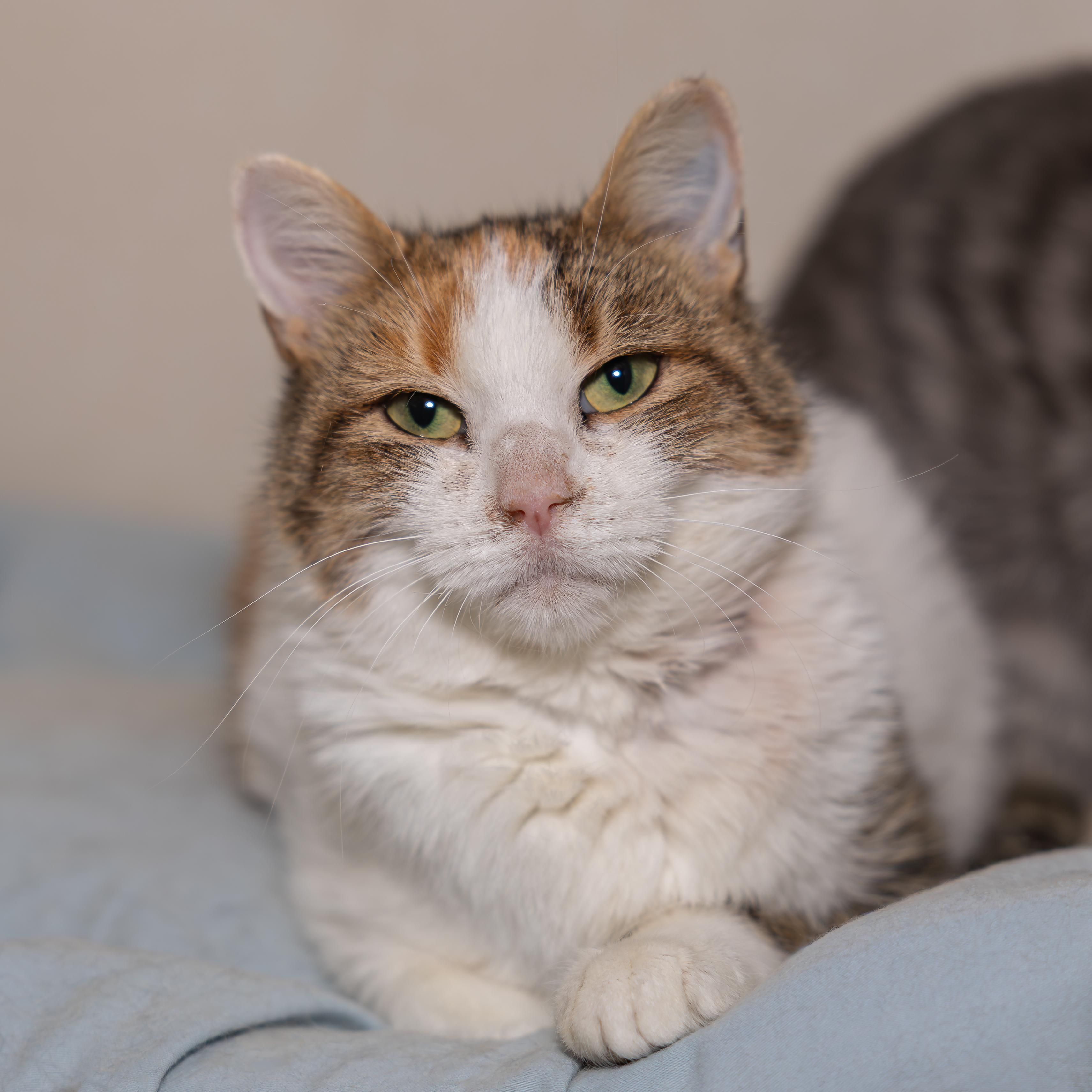 Enlarge Gertrude, a Adoptable mixed breed in Kirkland Lake, ON image 1/3