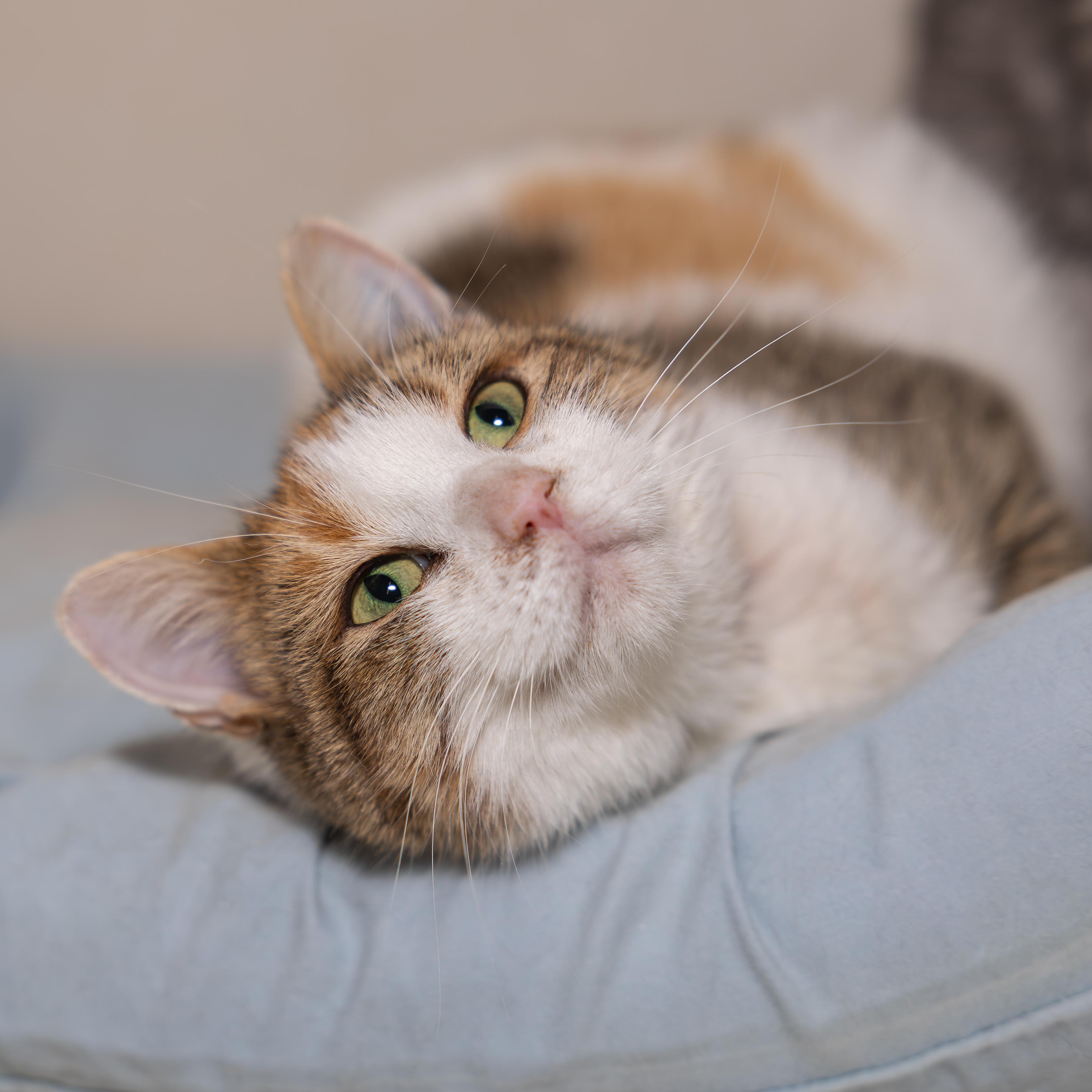 Enlarge Gertrude, a Adoptable mixed breed in Kirkland Lake, ON image 2/3