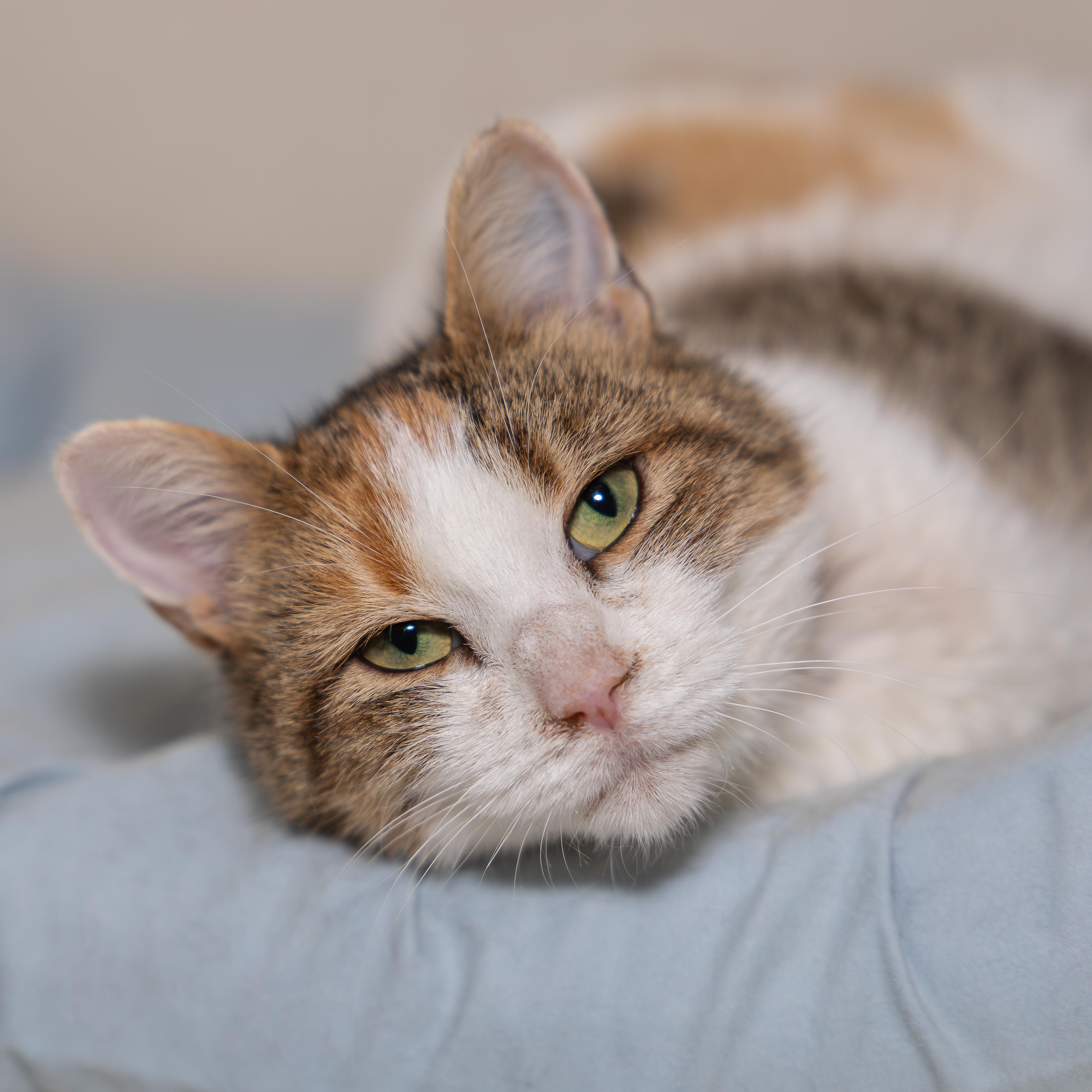 Enlarge Gertrude, a Adoptable mixed breed in Kirkland Lake, ON image 3/3