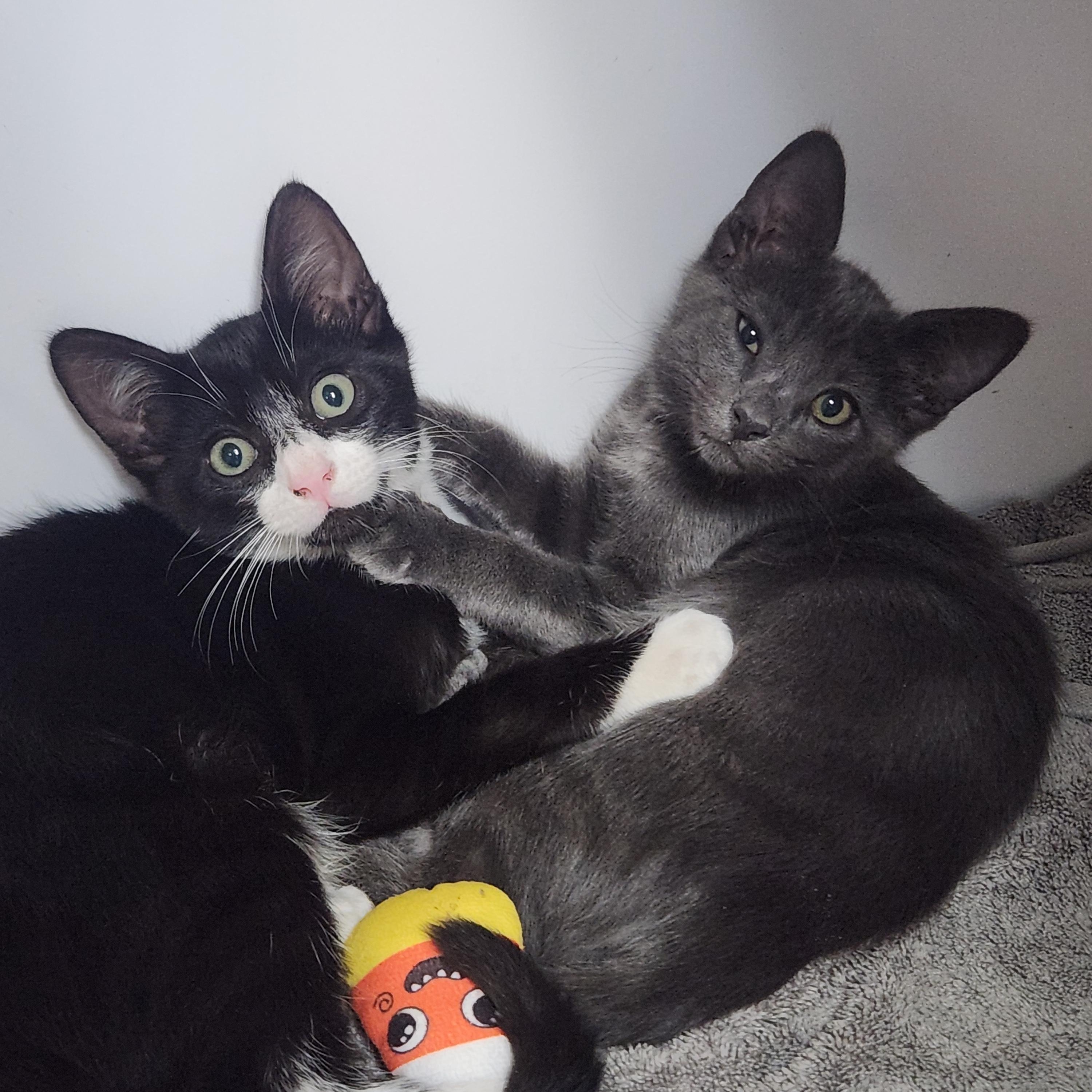 Frank and Finneas