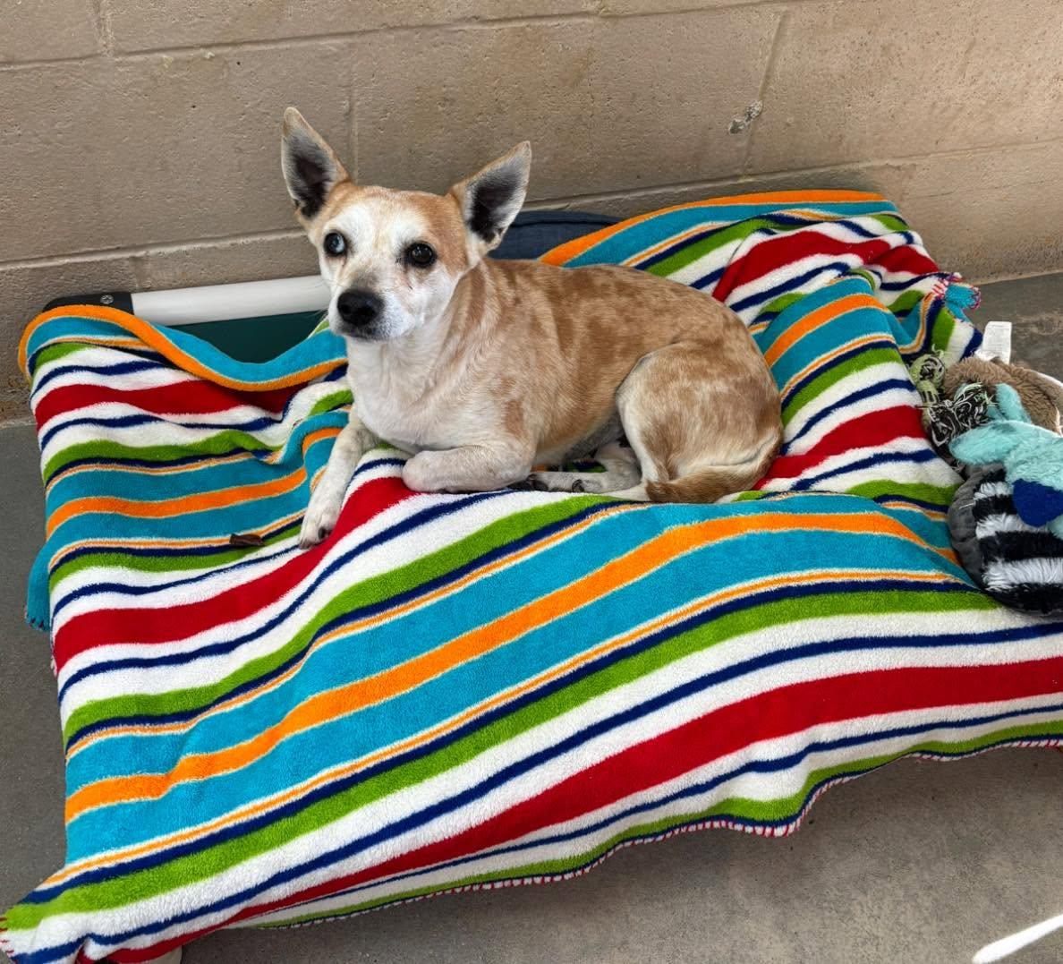 Sylvie, ADOPTABLE, Senior Female Mixed Breed.