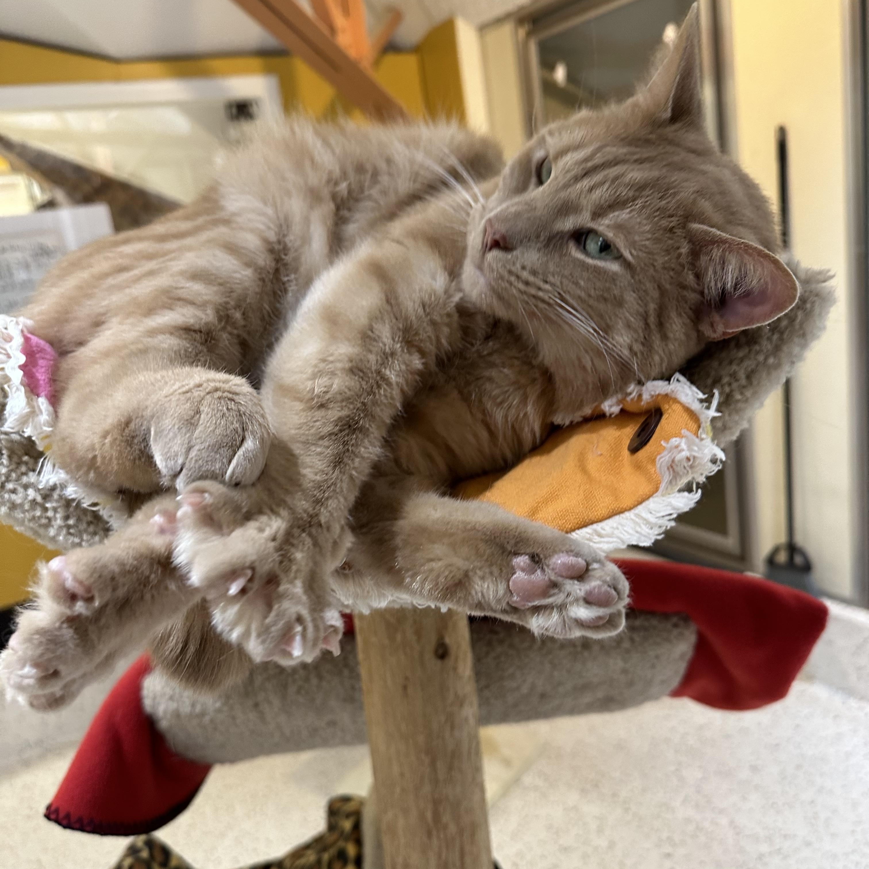 Enlarge Petey Pablo, a ADOPTABLE Domestic Short Hair in Walker, MI image 2/6