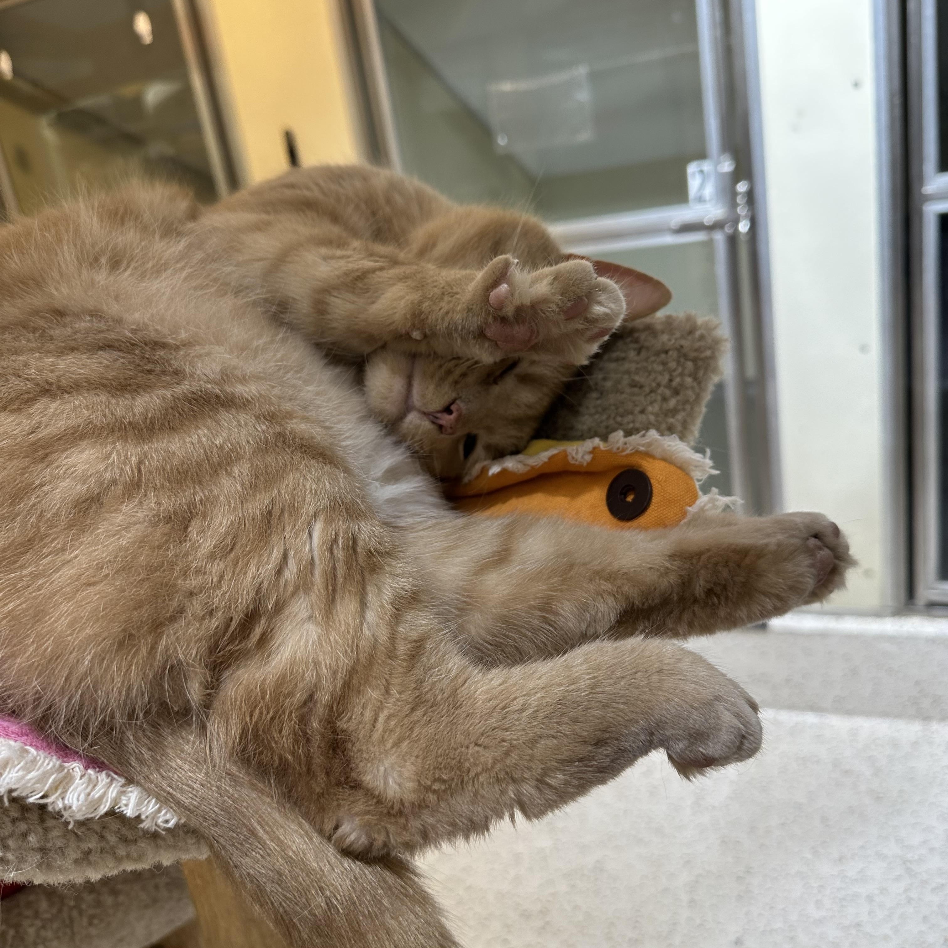 Enlarge Petey Pablo, a ADOPTABLE Domestic Short Hair in Walker, MI image 6/6