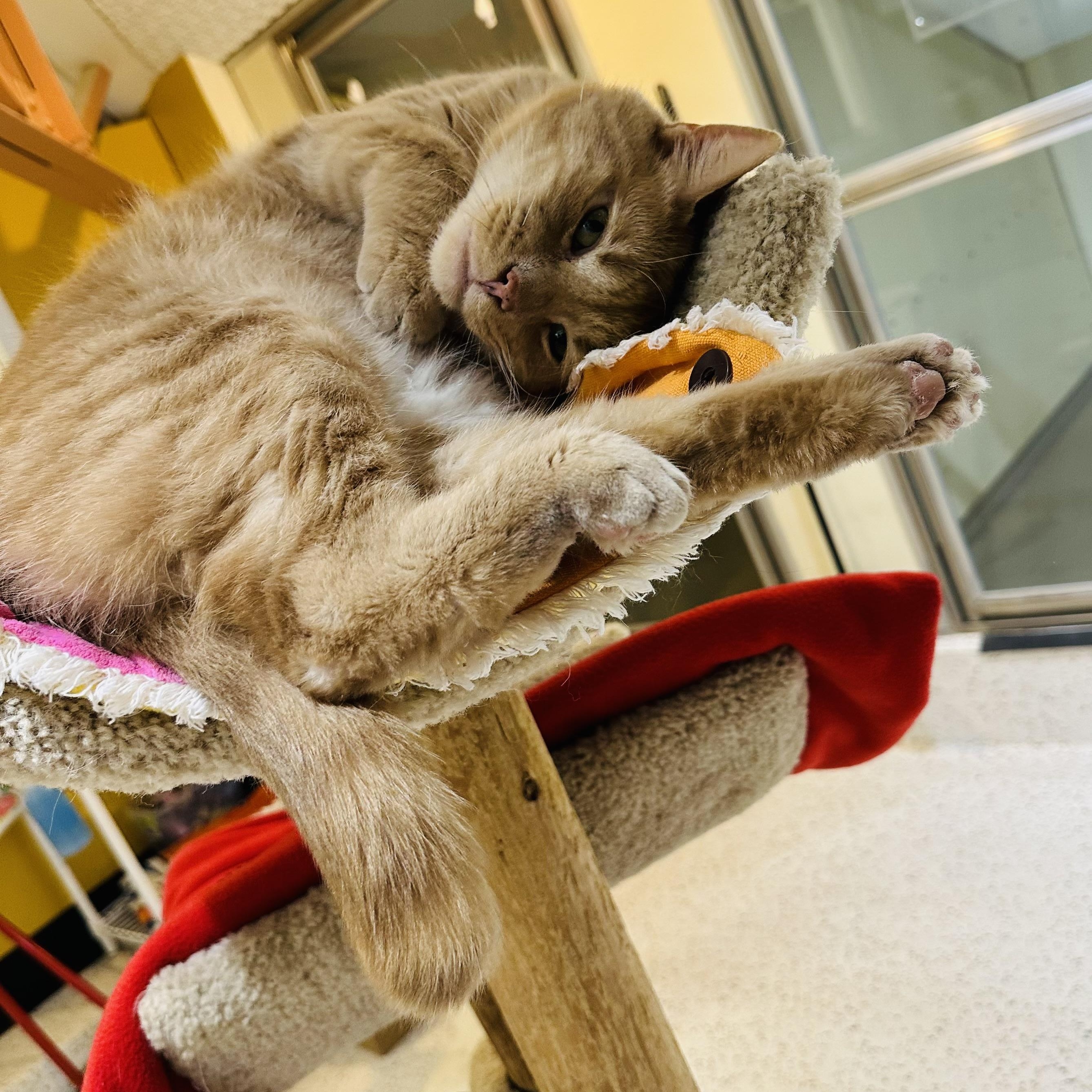 Enlarge Petey Pablo, a ADOPTABLE Domestic Short Hair in Walker, MI image 4/6