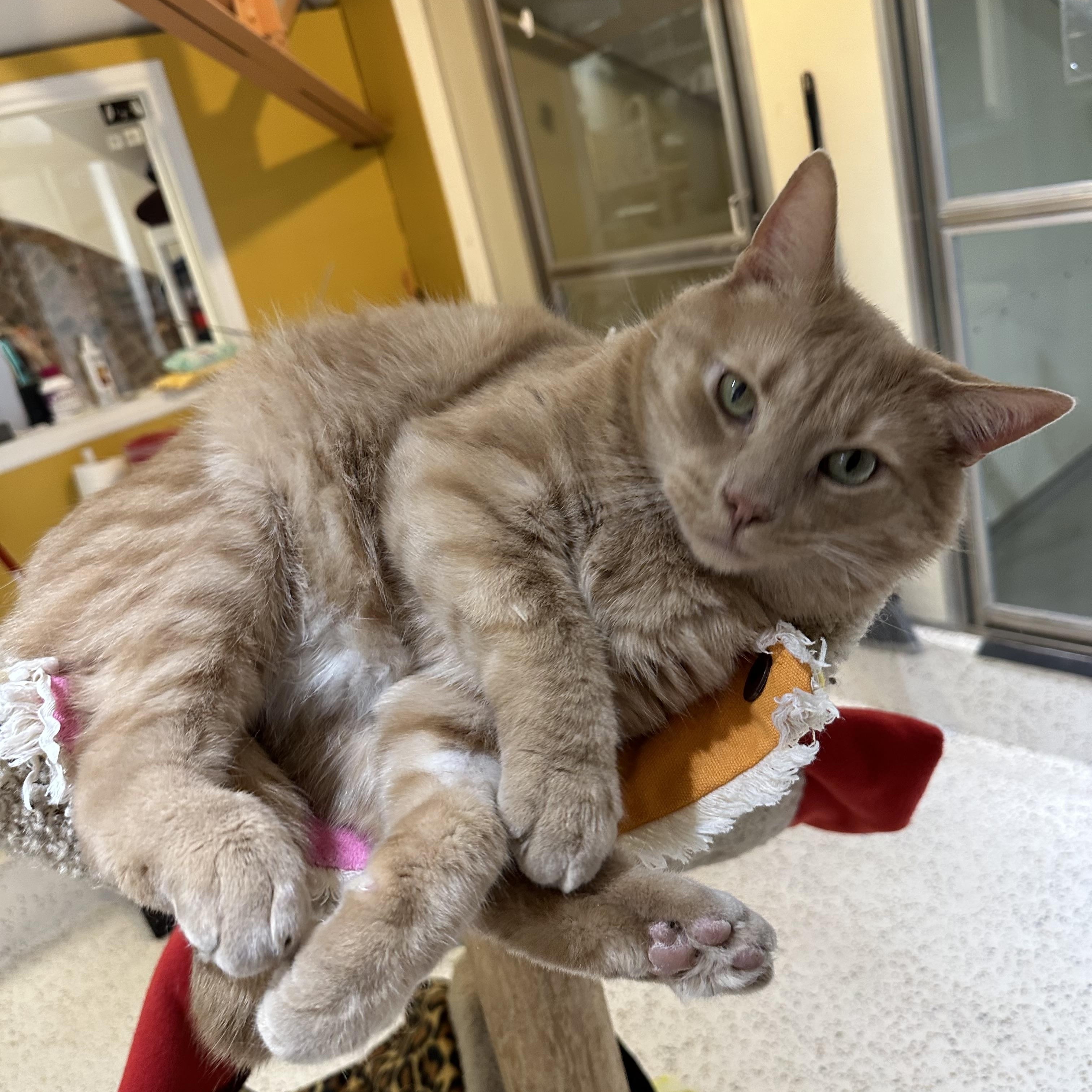 Petey Pablo, ADOPTABLE, Adult Male Domestic Short Hair.