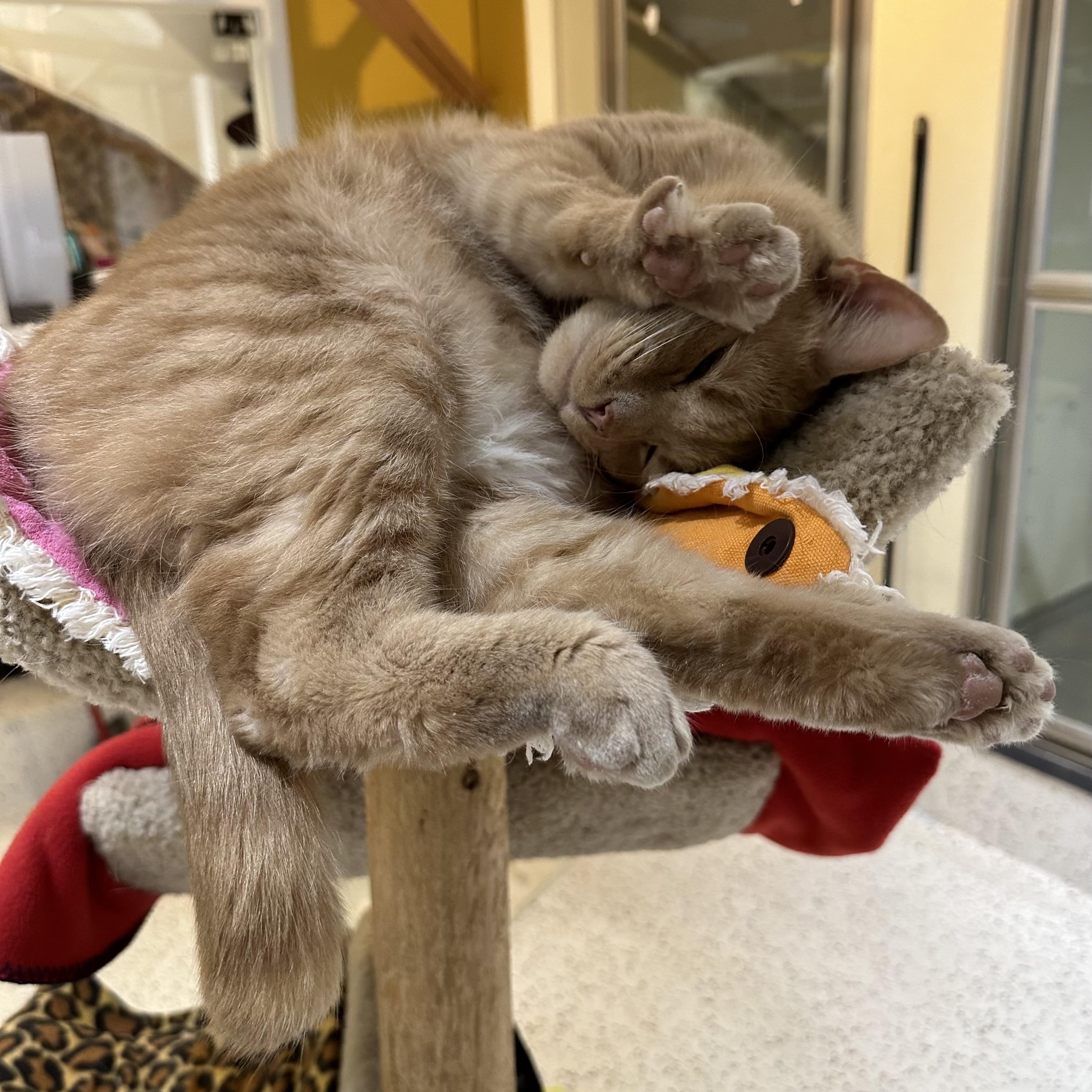 Enlarge Petey Pablo, a ADOPTABLE Domestic Short Hair in Walker, MI image 5/6