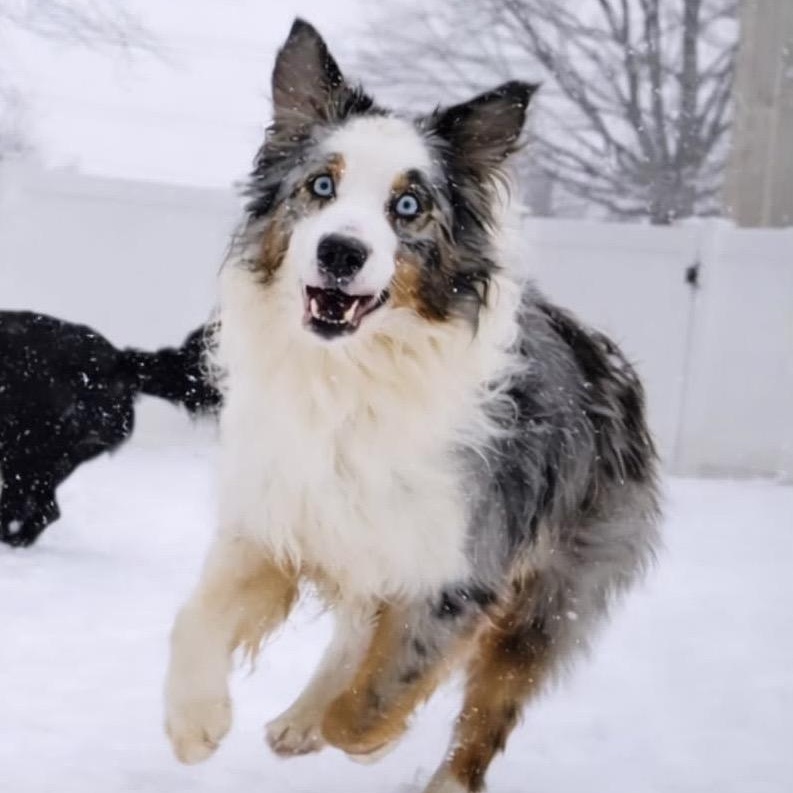 Ludo, adopted, Young Male Australian Shepherd.