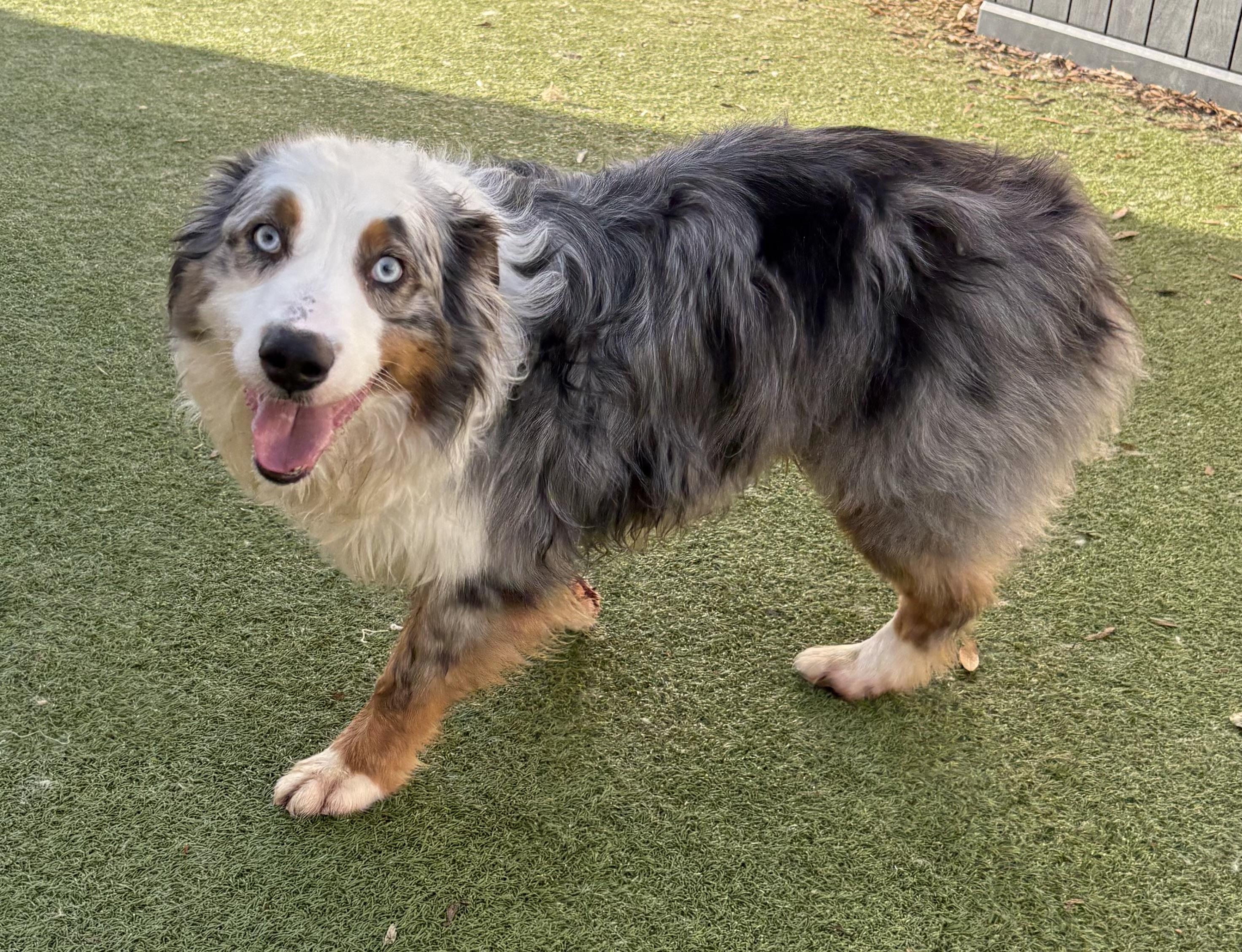 Enlarge Ludo, an adoptable Australian Shepherd in Charlotte, NC image 1/1