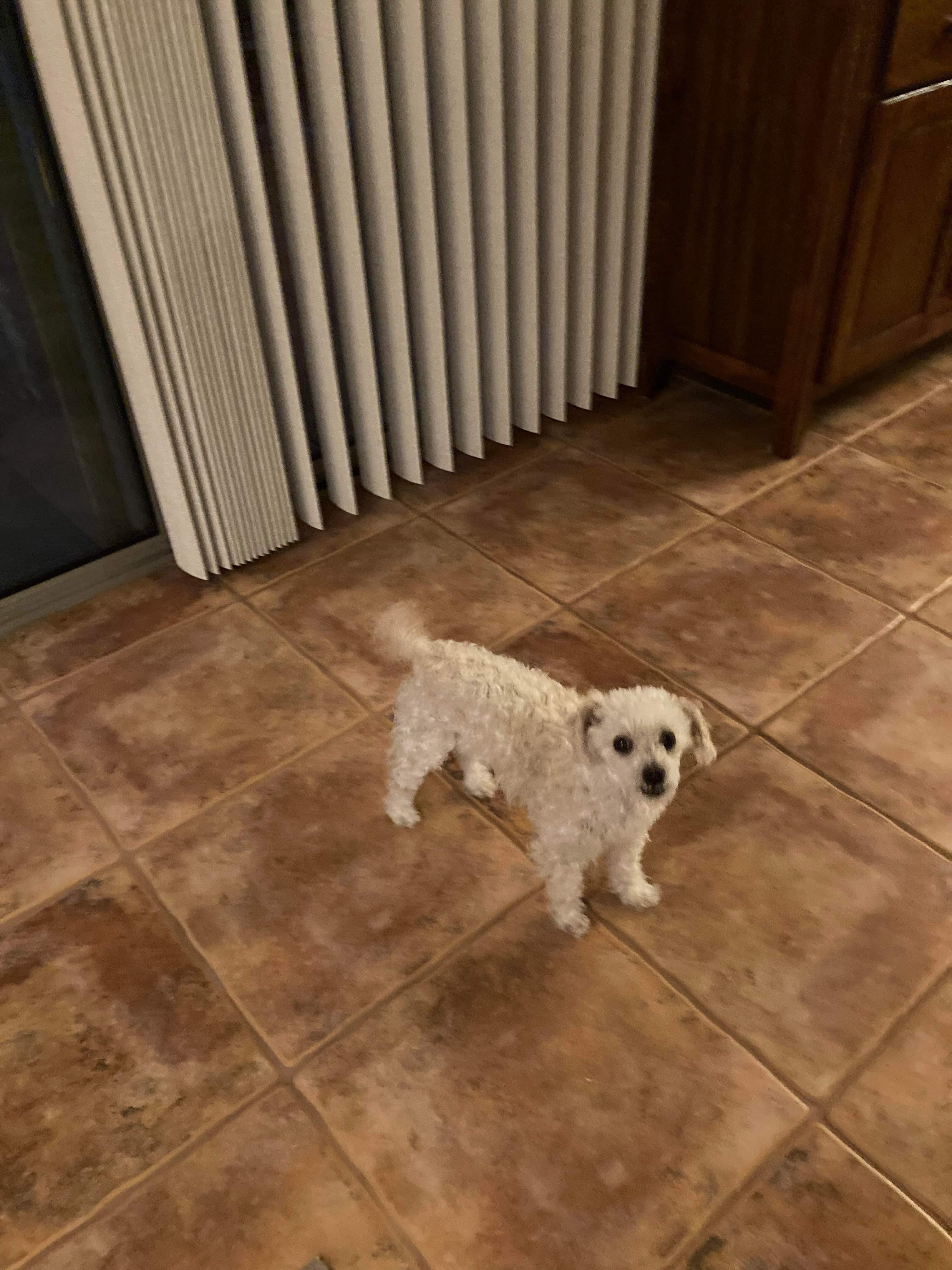 Stella, a Adopted Miniature Poodle in Oro Valley, AZ image 2/4